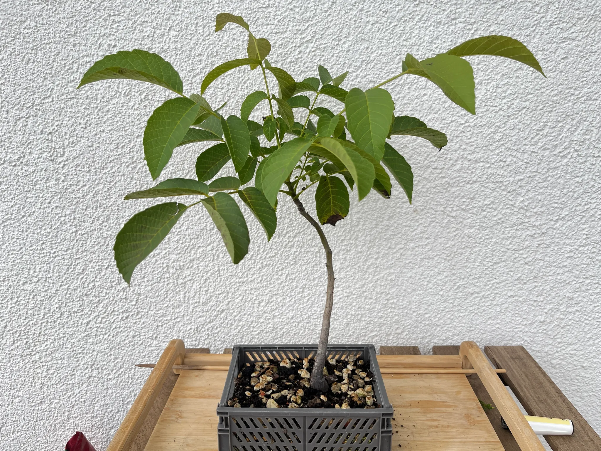 A young walnut (Juglans regia) sapling with large pinnate green leaves and a short trunk, planted in a grey plastic mesh crate against a white wall.