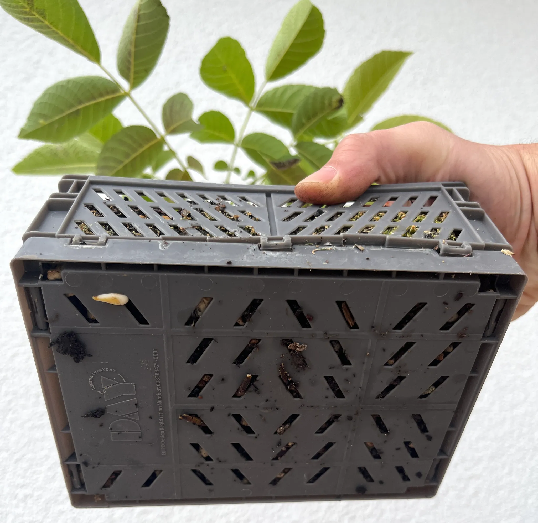 The walnut sapling's plastic mesh crate held up in a hand to show its side, pinnate leaves rising above, against a white wall.