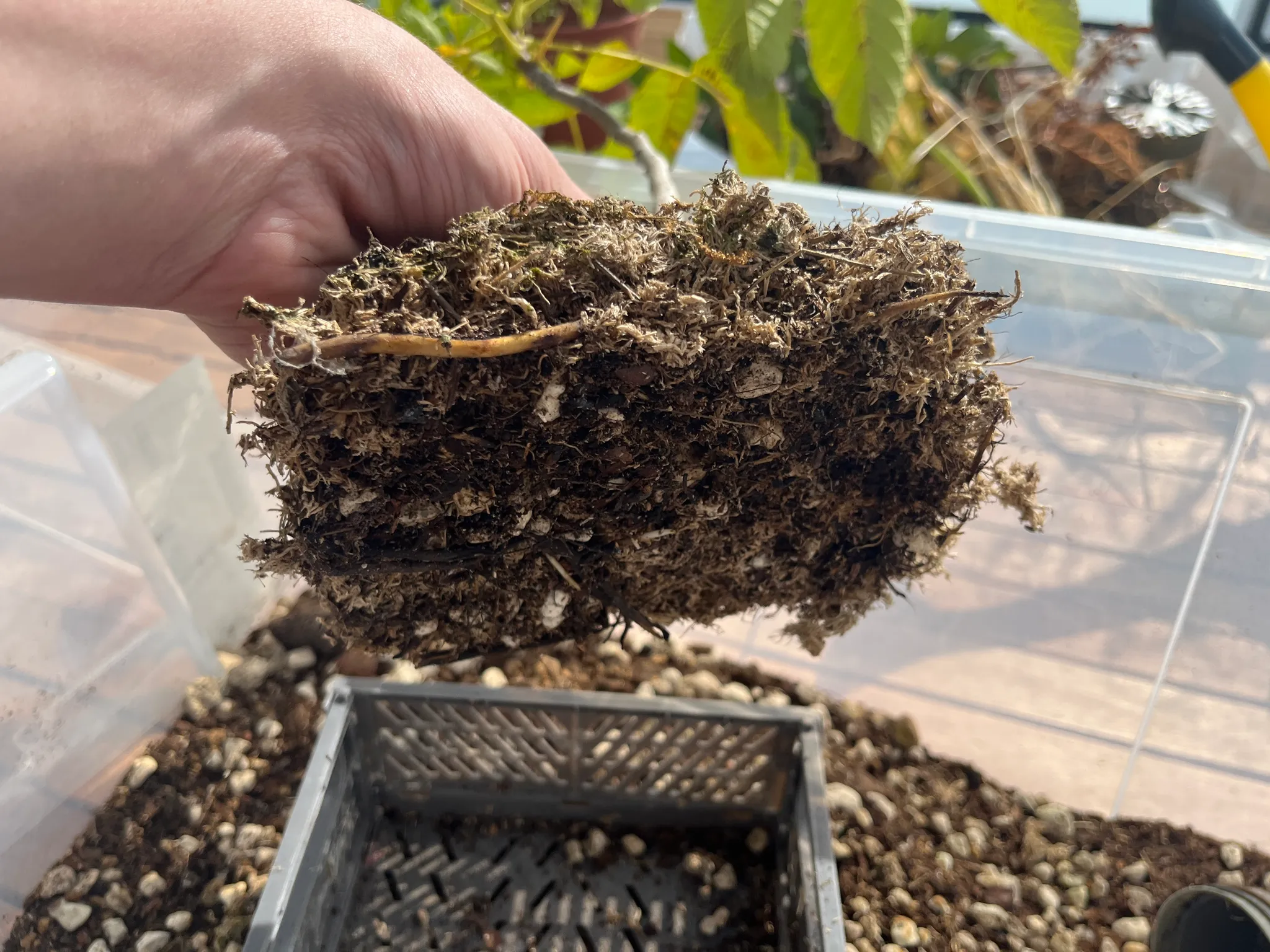 A hand holding the walnut's flat, moss-wrapped root mass above a black mesh basket, ready to plant, inside a clear box of gravel.