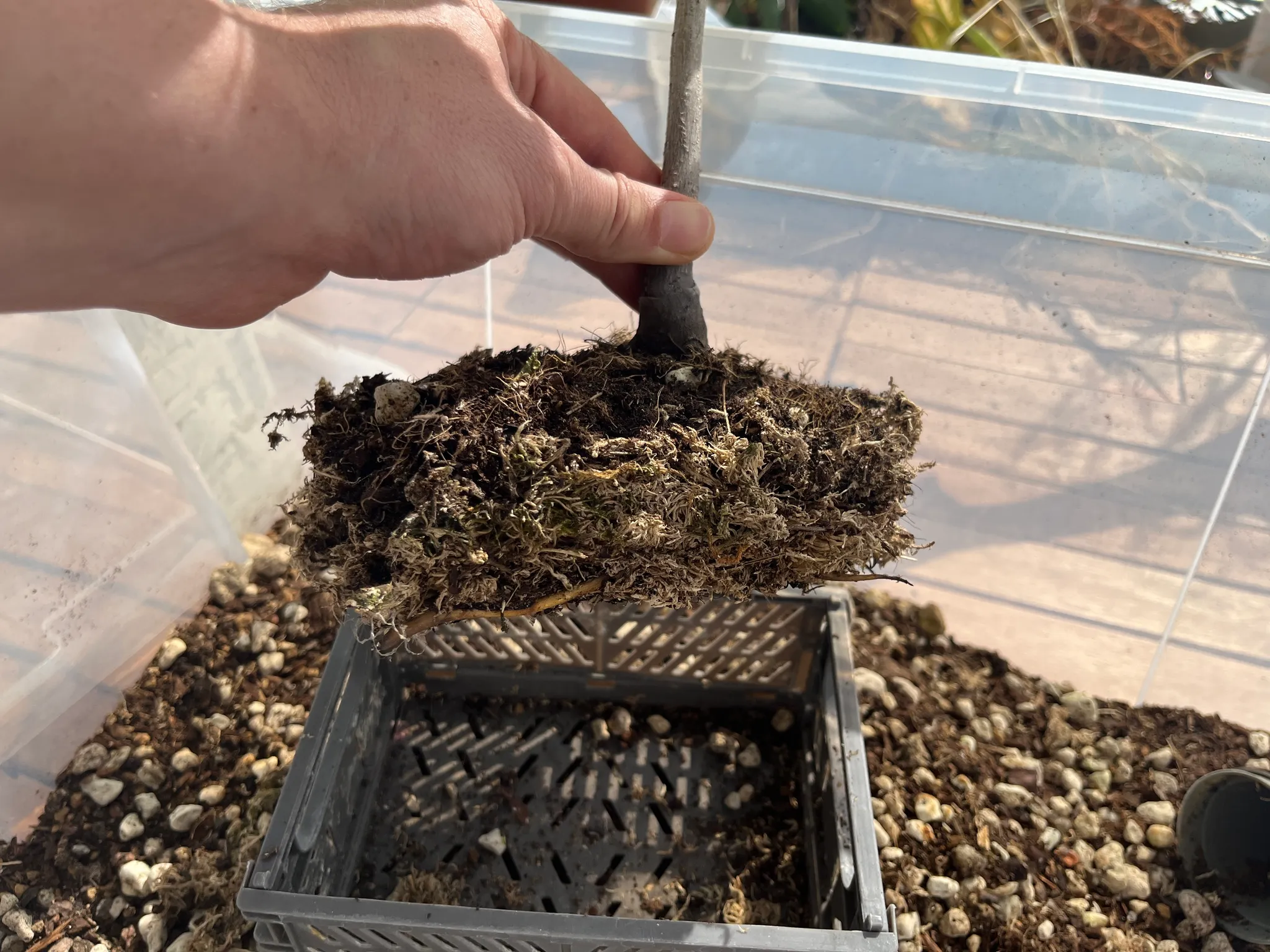 A hand lowering the walnut's moss-wrapped root ball into a black mesh training basket set inside a clear plastic box, pumice around it.