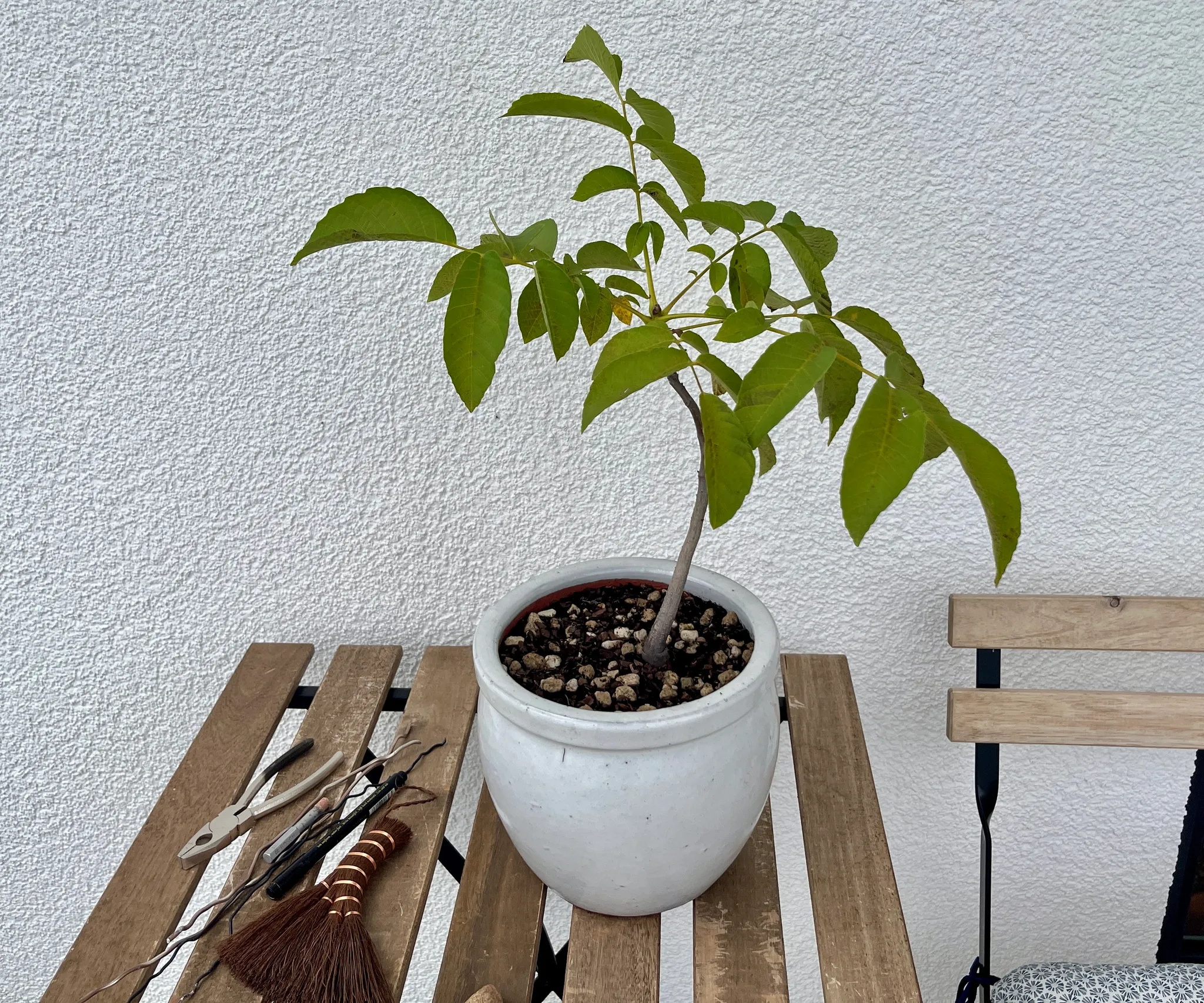 A young walnut sapling with yellow-green pinnate leaves in a white glazed pot on a wooden bench, small bonsai tools and a brush beside it.