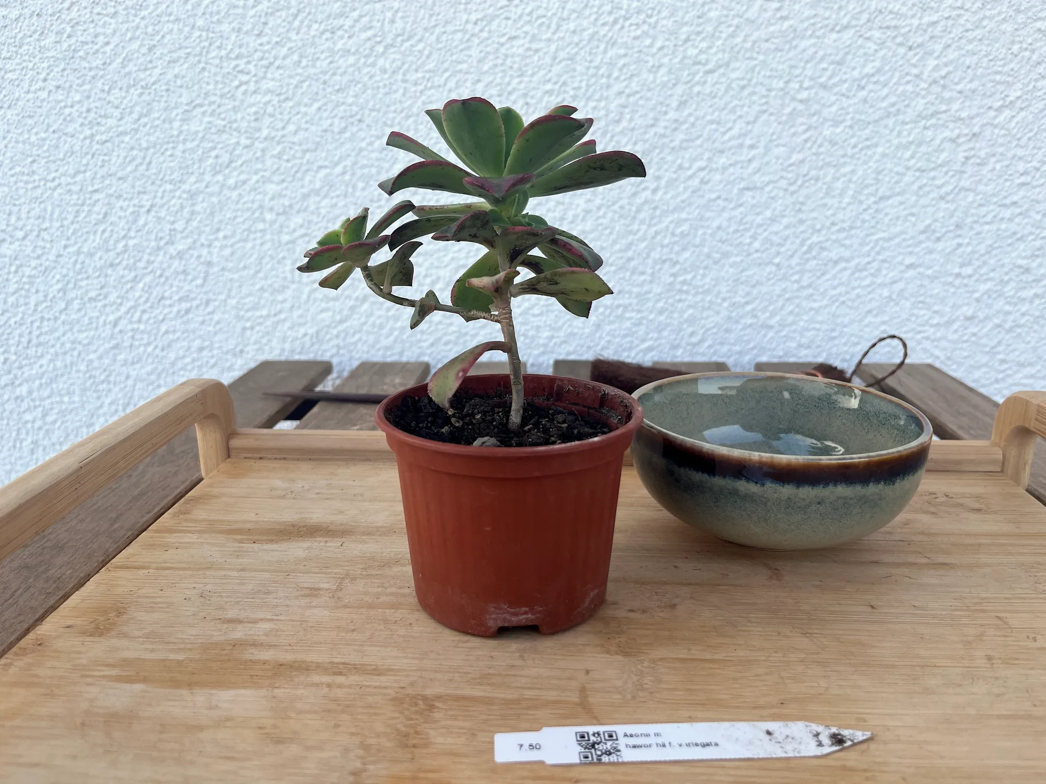 An aeonium succulent in a plain terracotta nursery pot on a bamboo tray, a green glazed bonsai bowl and a plant label beside it — before repotting.