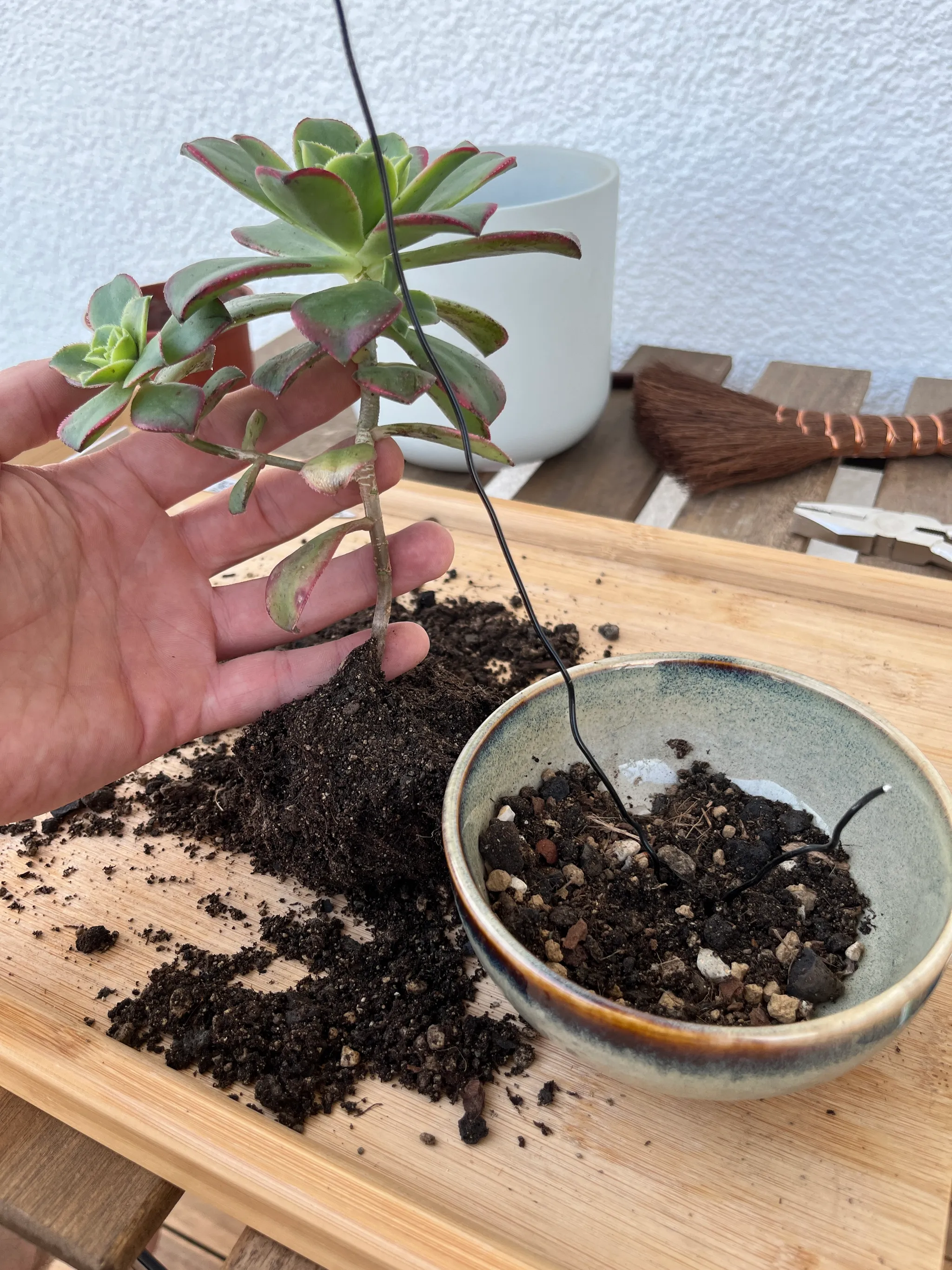 The aeonium lifted in a hand with soil around its roots, next to the glazed bowl pot with its anchoring wire, loose soil on the bamboo tray.