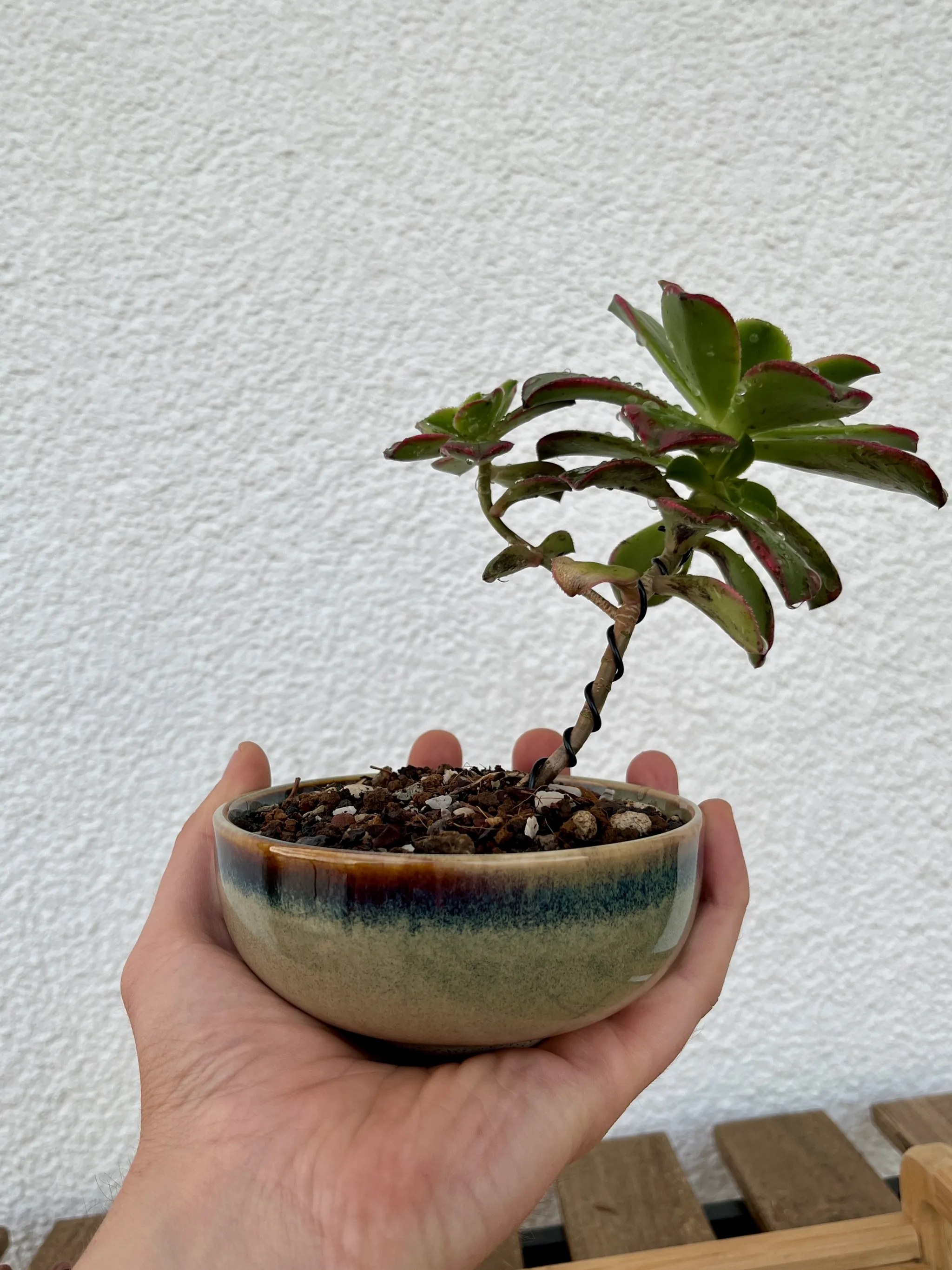 A hand holding the aeonium freshly planted in the glazed bowl pot, its trunk wired upright below red-edged green rosettes, against a white wall.