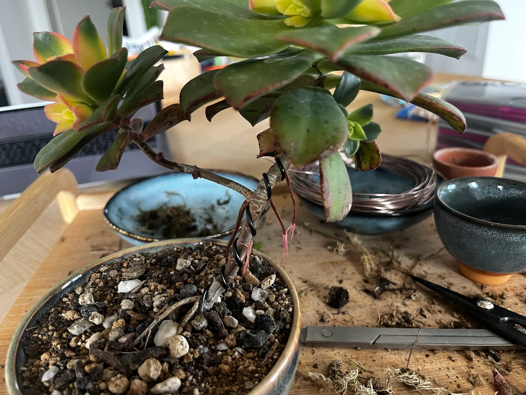 An aeonium succulent trained as a bonsai in a shallow glazed pot, its bare woody stem topped with rosettes of green leaves, on a work table with wire and tools nearby.