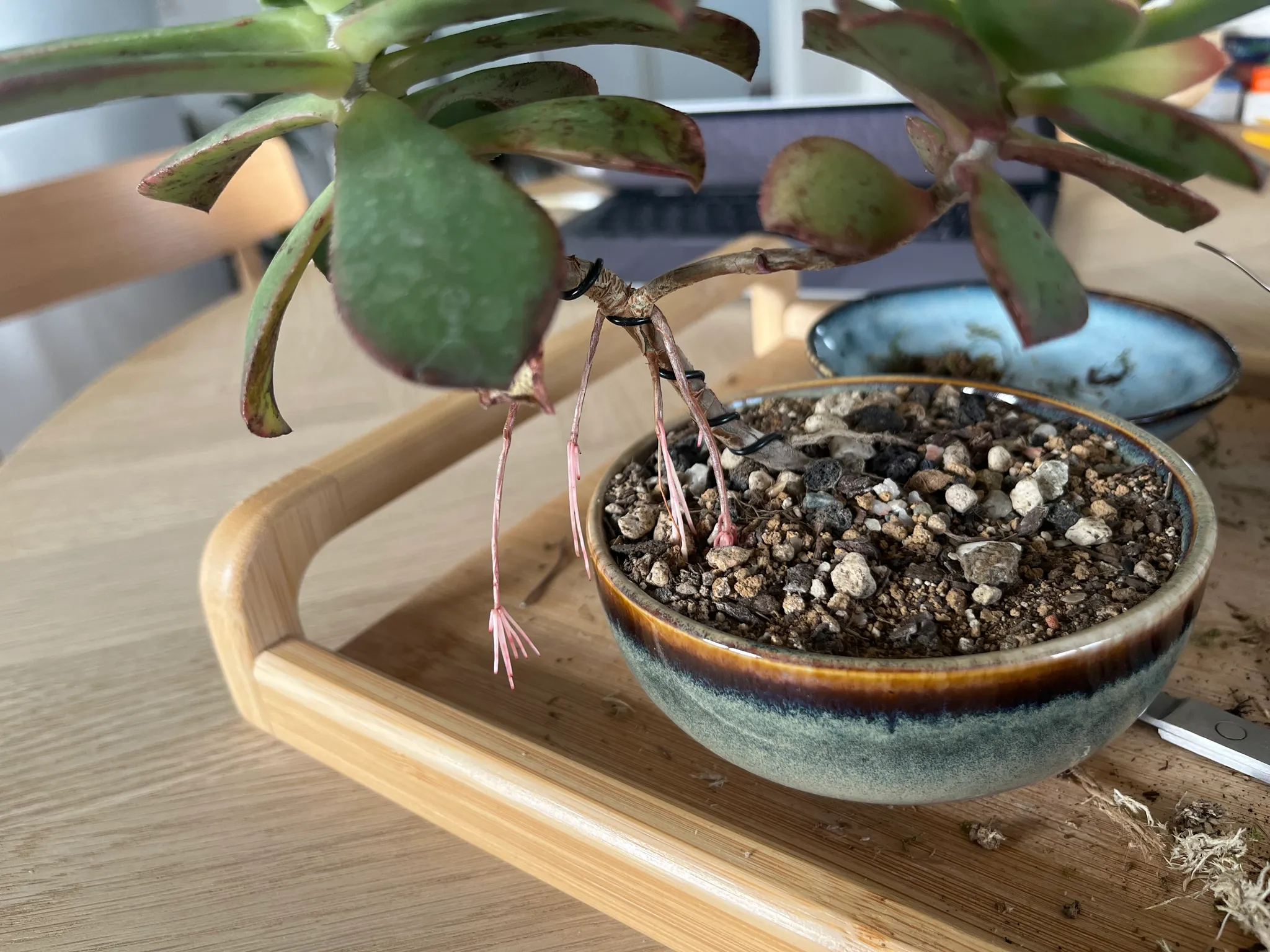 Close view of the aeonium bonsai's leaf rosettes spilling over the rim of a blue-and-brown glazed bowl pot, with thin pink aerial roots trailing from the stem.