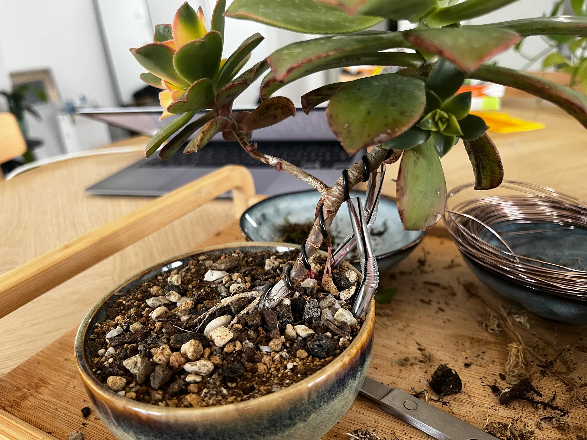 The aeonium bonsai in its glazed pot with fine wire wrapped around the trunk to shape it; scissors and a coil of wire lie on the wooden table.
