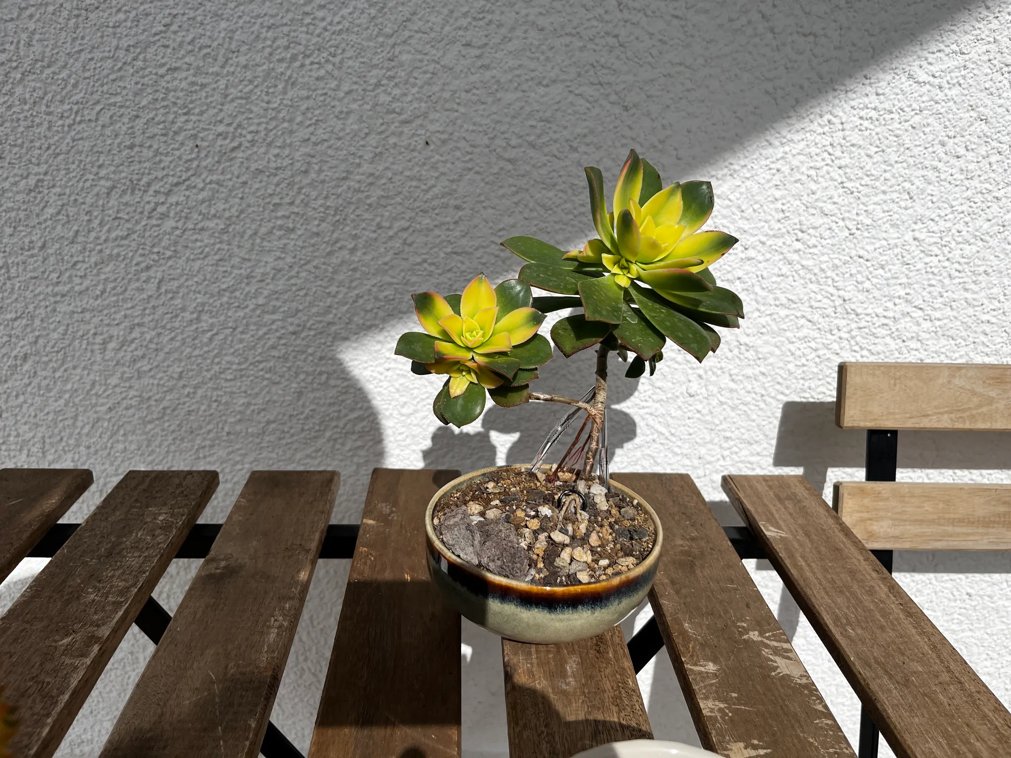 The aeonium bonsai in its glazed bowl pot on a wooden bench in low sun, two yellow-green rosettes on a bare branching stem casting a shadow on the white wall.