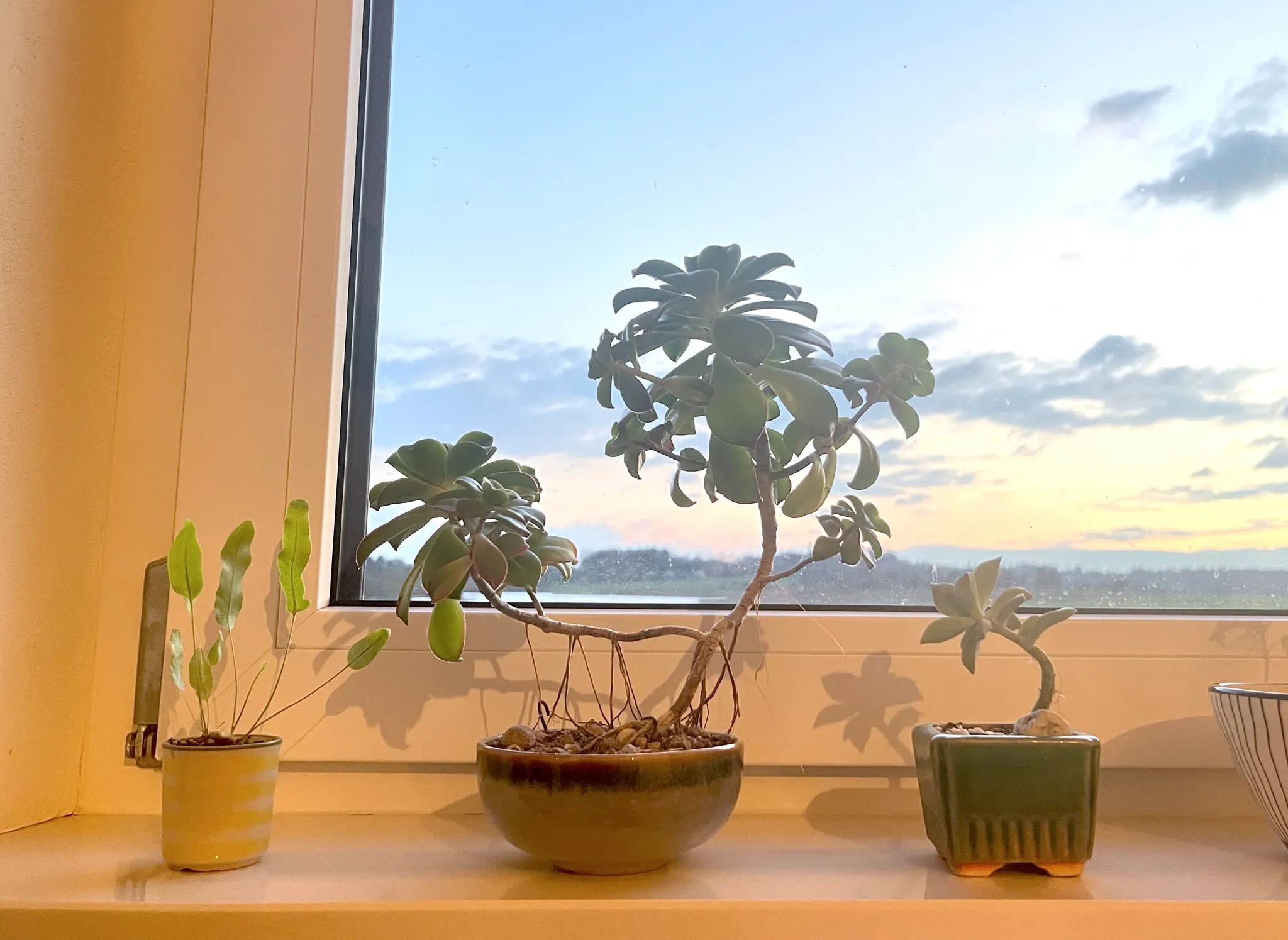 Three potted succulents on a sunny windowsill at sunset, the aeonium bonsai in the middle in a brown bowl pot, with sky and water visible through the window.