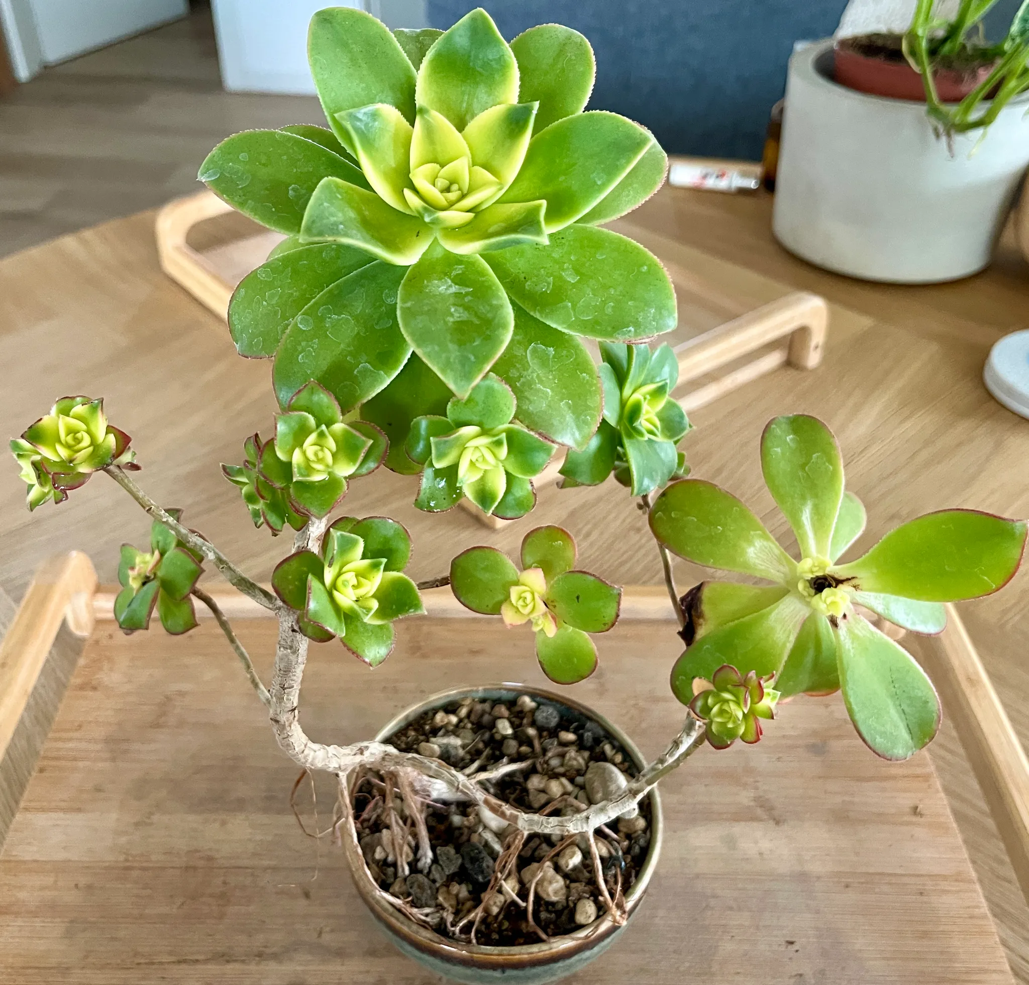 The aeonium bonsai a year on, a thick curved bare stem branching into several green rosettes, its roots exposed over gritty soil in a small pot on a wooden tray.