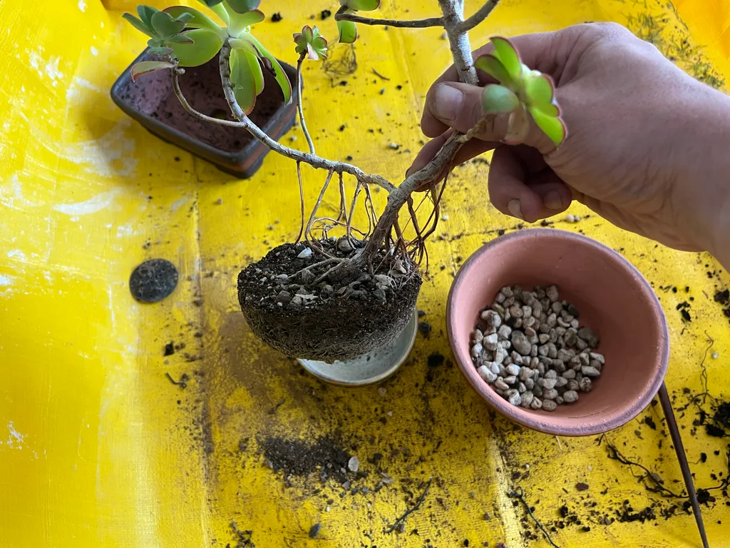 An aeonium lifted from its pot showing a bare root ball, held by the stem over a bright yellow work surface, a terracotta dish of pumice nearby — repotting.