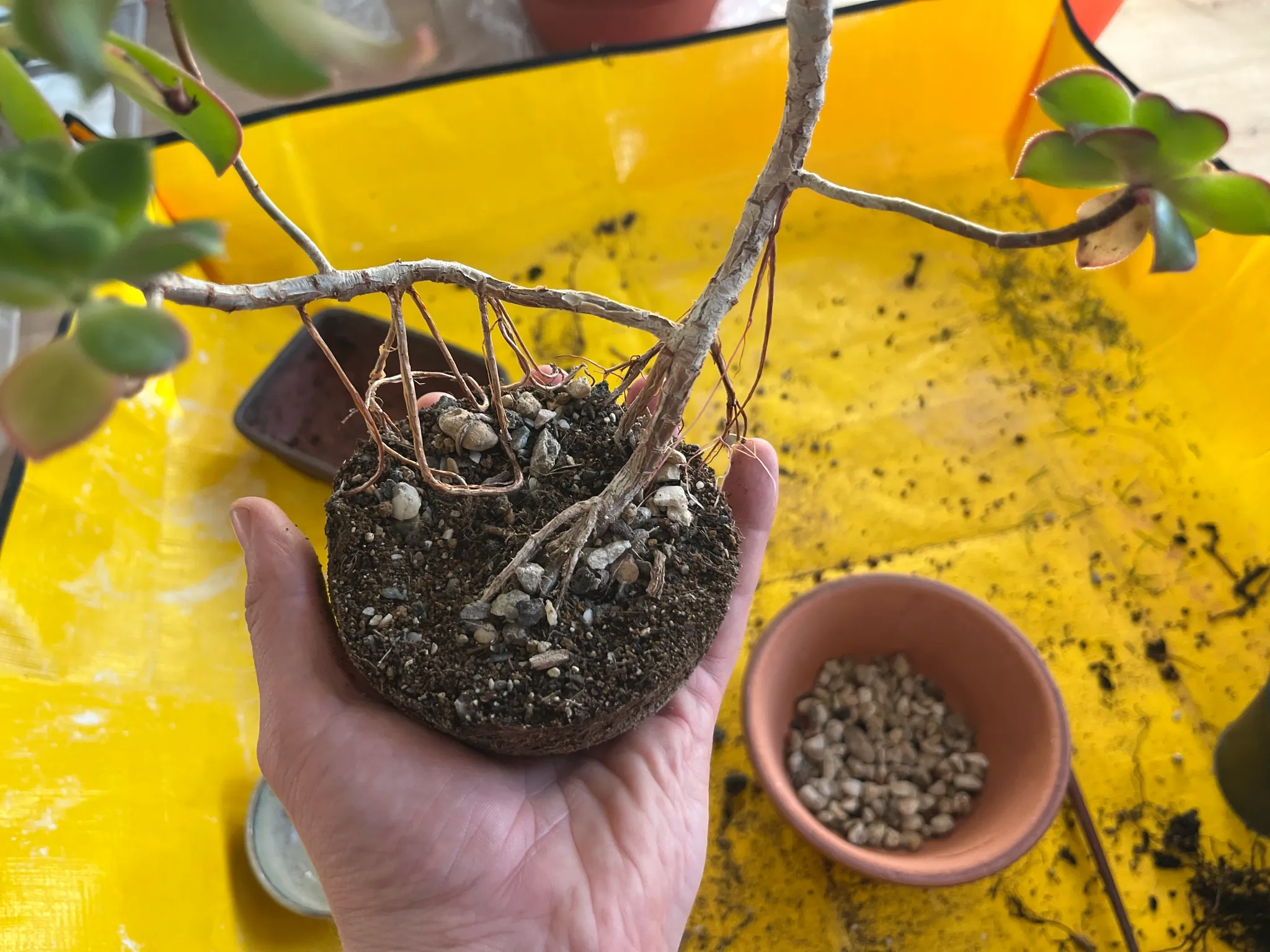A hand holding the aeonium's exposed root ball and long bare stems over the yellow surface, a dish of pale pumice beside it.