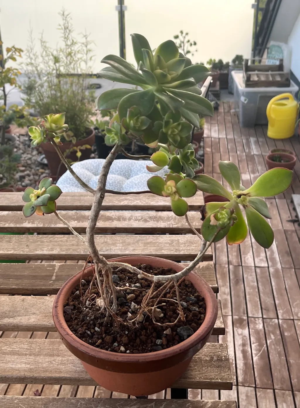 The repotted aeonium in a terracotta pot on a wooden balcony bench, sprawling bare stems tipped with green rosettes, other pots and a yellow watering can behind.