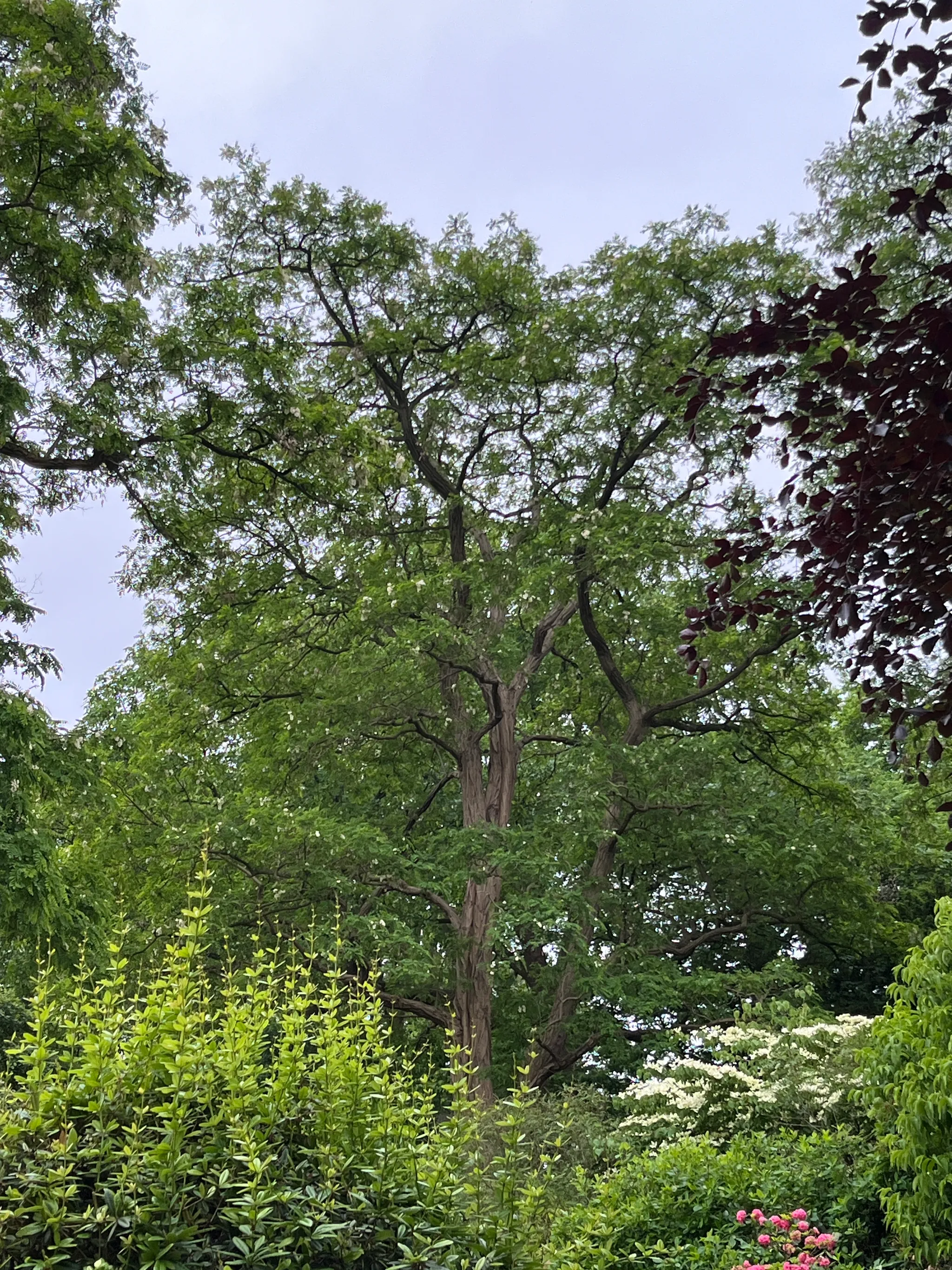 Twin trunk robinia tree with a tick old barky trunk. The tree I can only estimate, around 15 metres tall. Some branches are hanging or vertically aligned. Foliage looks more delicate compared to the think aged bark trunk.