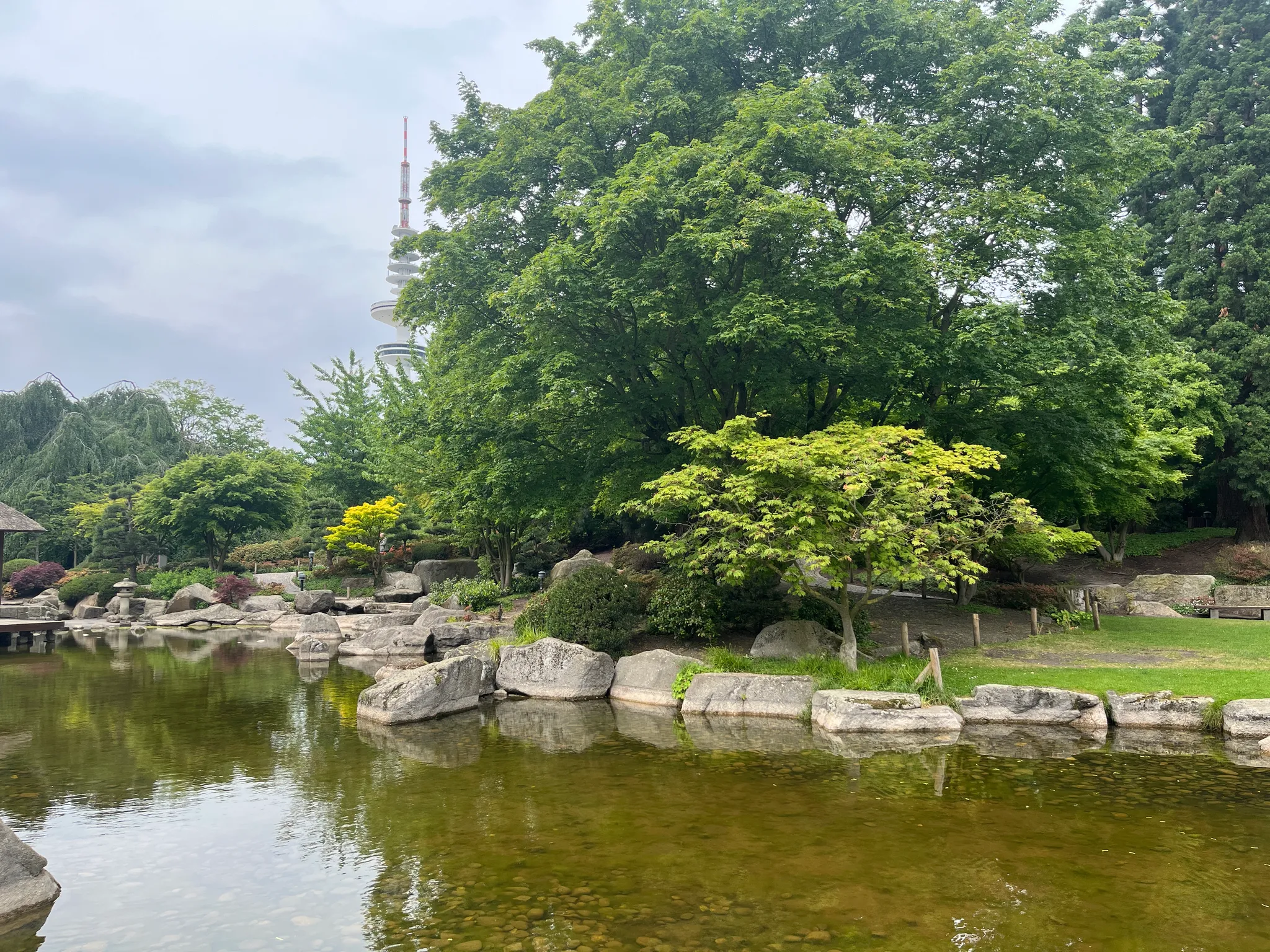 Maple tree with light green leaves in a dome shape around 2 to 2.5 metre tall, near a large pond with stones aligned along the edges.