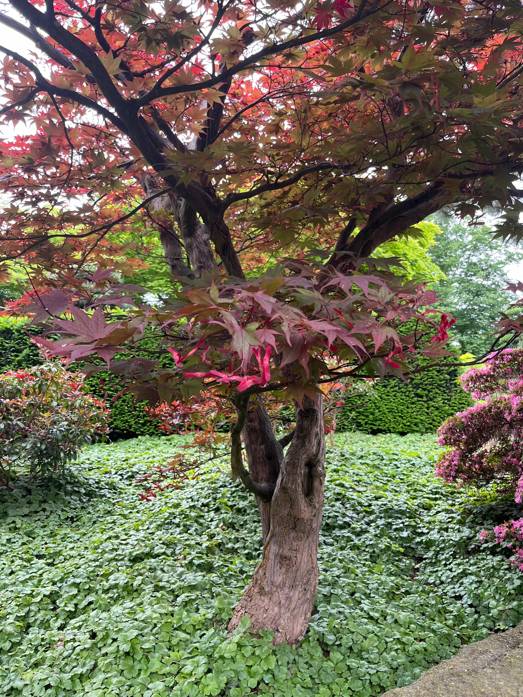 Larger red maple planted in the ground photo taken from slightly below to show the branches arcing to left and right to form a crown. The ground is covered with a creeping plant roundish bright green leaves that forms an wavy surface.