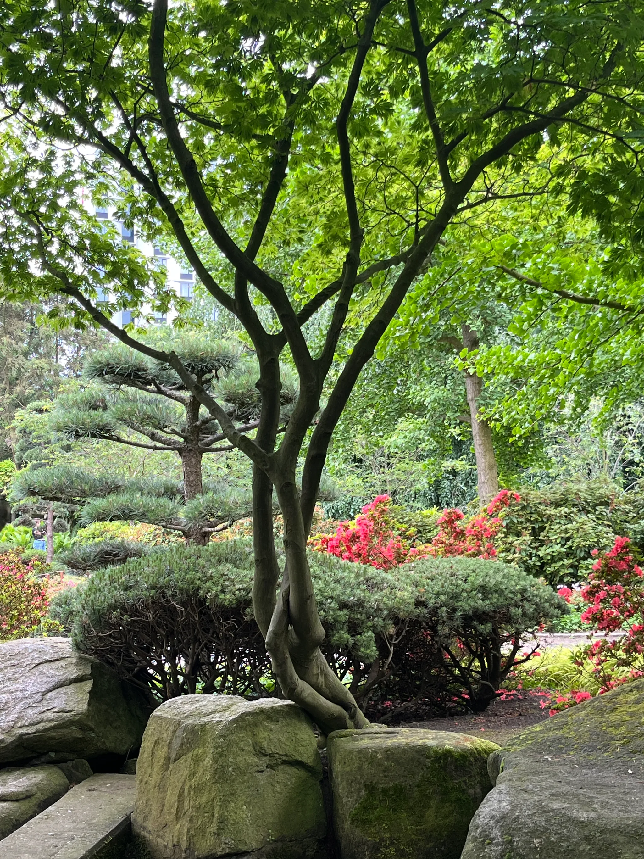 Shirasawa maple tree from the back side growing against two rocks, that lay on the ground. The entangled branch comes from the back of the tree, arching up and growing between two main branches. It looks a little entangled.
