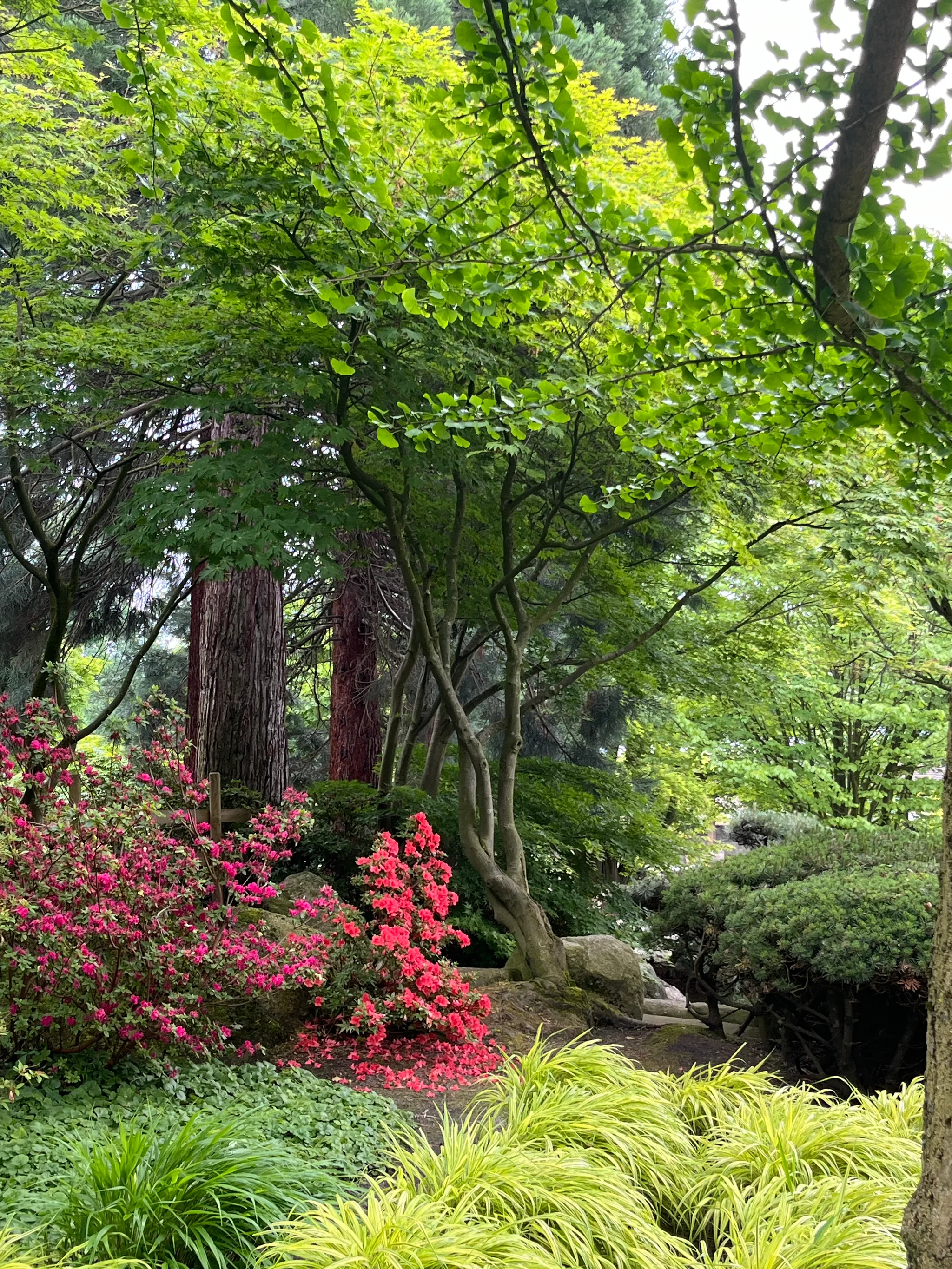 Maple tree photo taken from the front. Back-branch is growing entangled between to main branches and froms a dome style garden tree with delicate light green maple leaves (shirasawa has more points than ordinary maple leaves). Up to 13 compared to the usual 5 or 3.