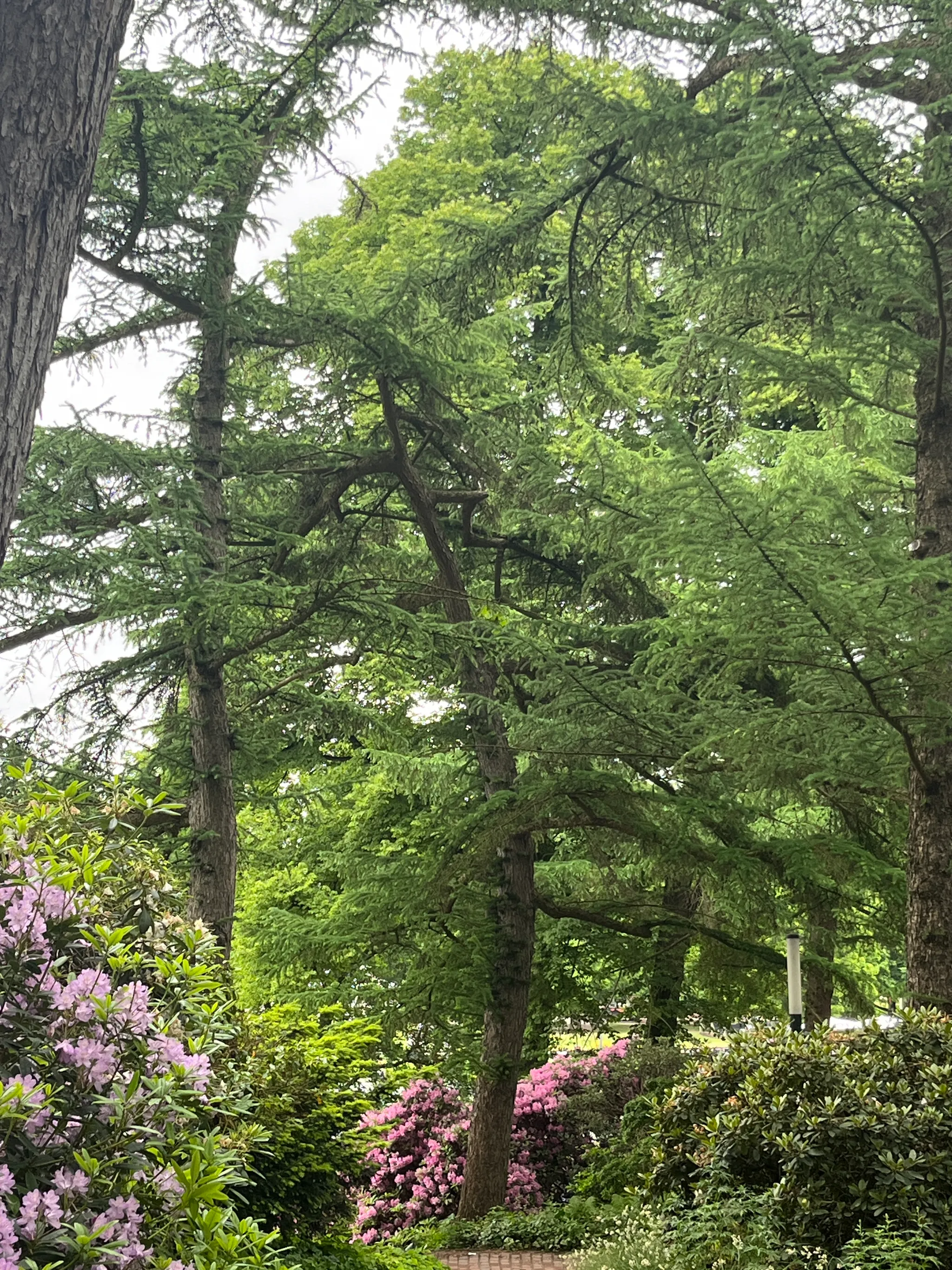 Some picea tree, that grew a bit like a banana. It's very large, around 12 metres tall with a zigzag branch near the top that looks very out of character.