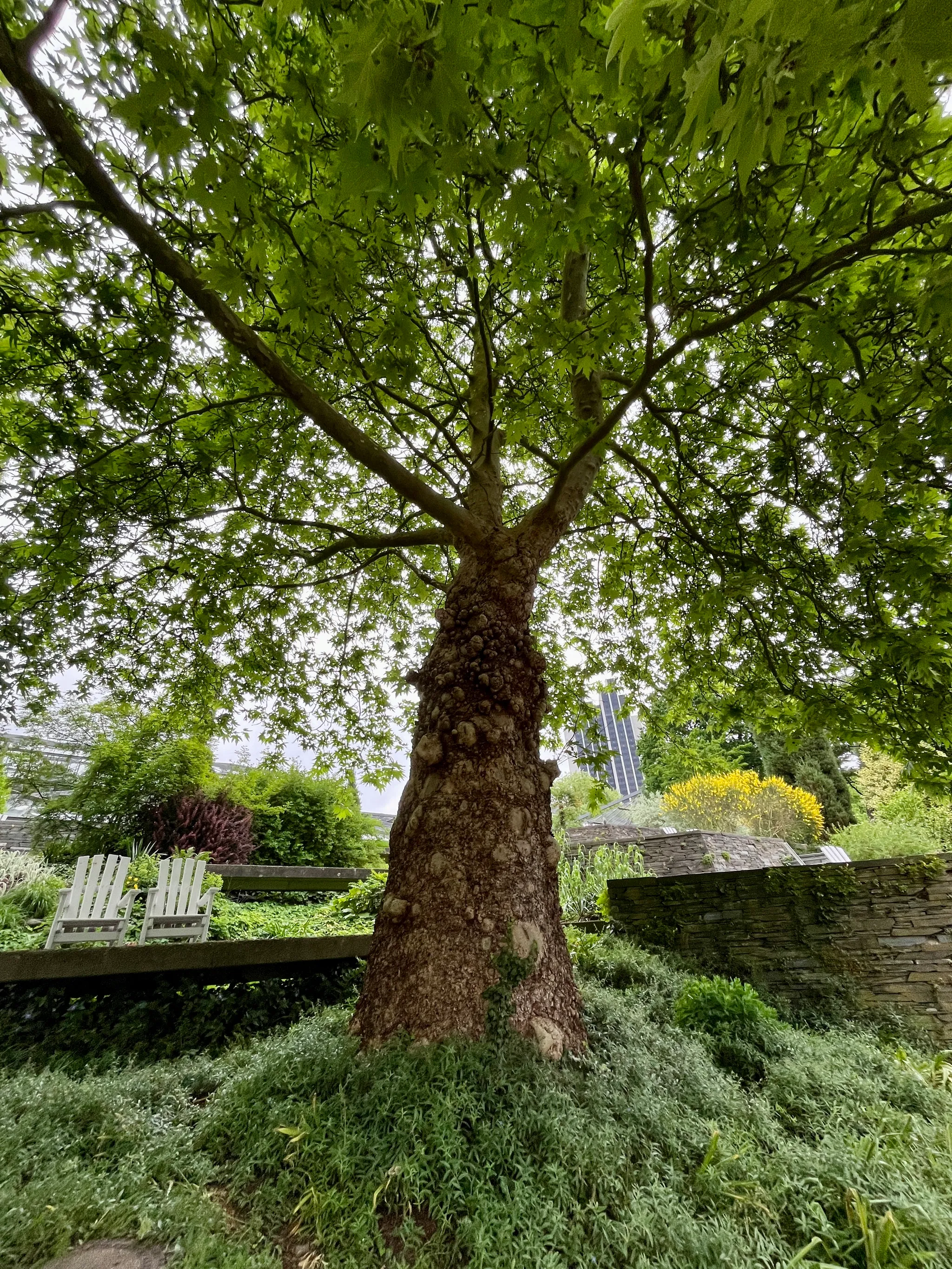 Plane tree with knobby wooden bits all over the trunk. The tree is in leave and shot is taken from near and below. The crown is a healthy green, while the trunk looks like it has warts all over it.