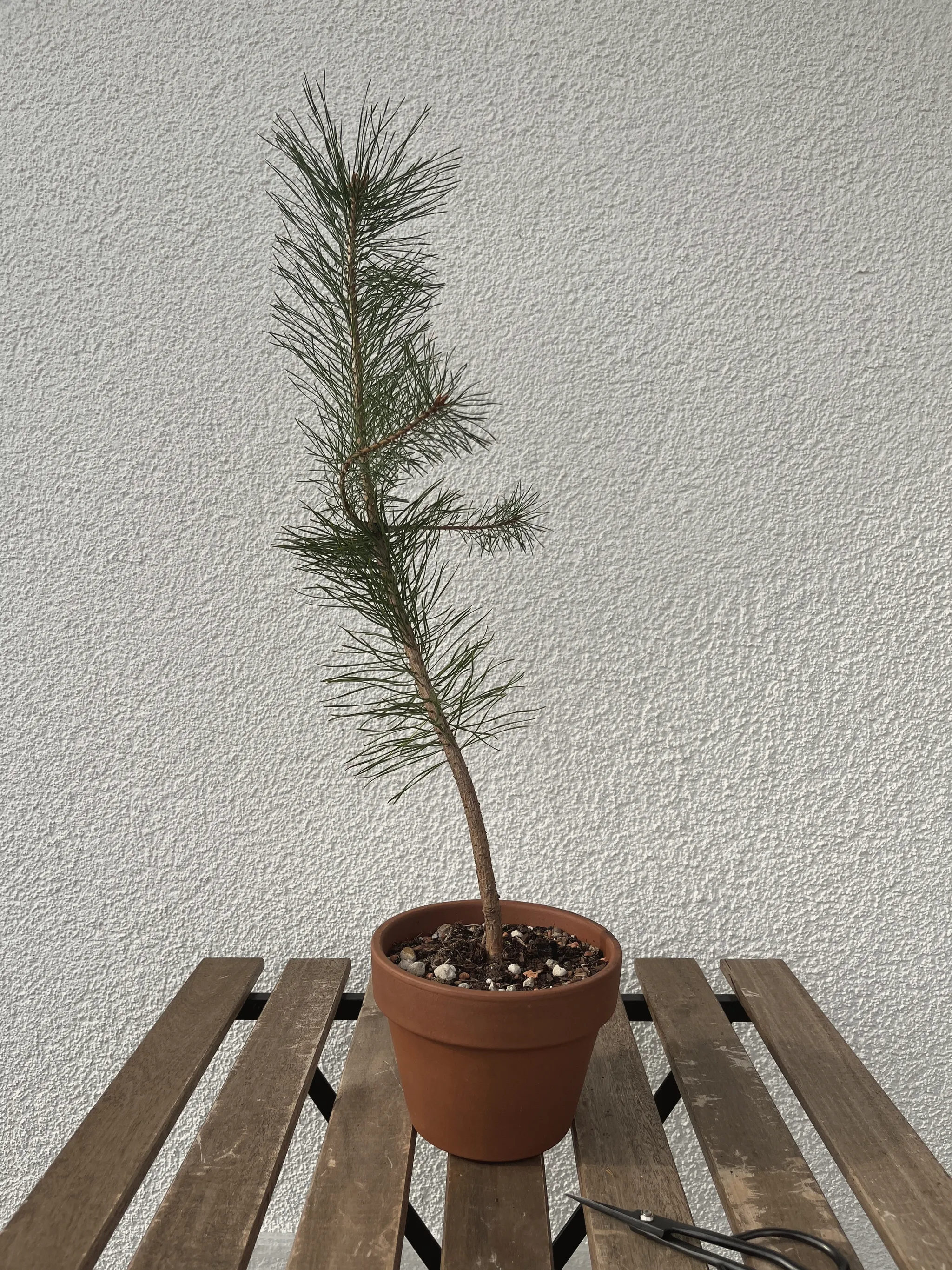 A tall, spindly young Scots pine with sparse needles and a thin straight trunk in a small terracotta pot before styling, on a wooden bench against a white wall.