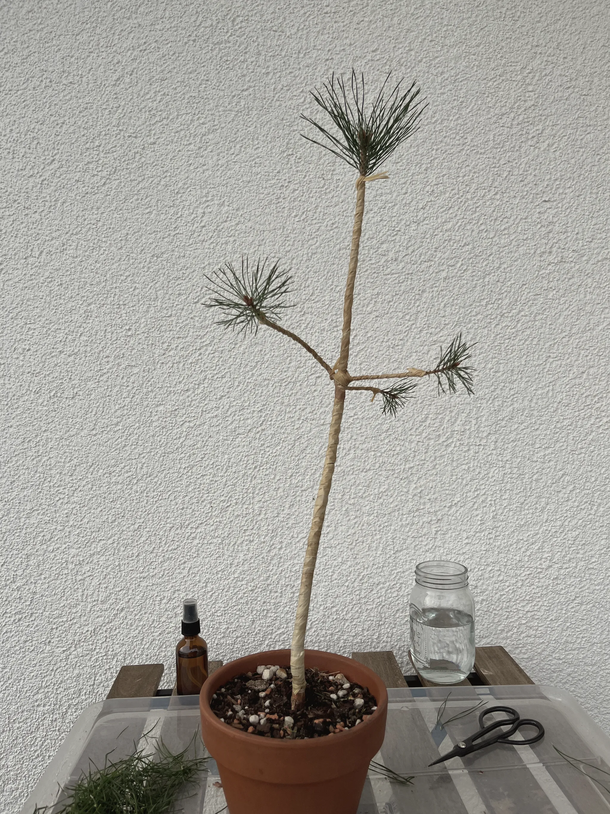 The same Scots pine with its trunk wrapped in tan raffia to prepare for bending, a spray bottle, jar of water and scissors on the bench.