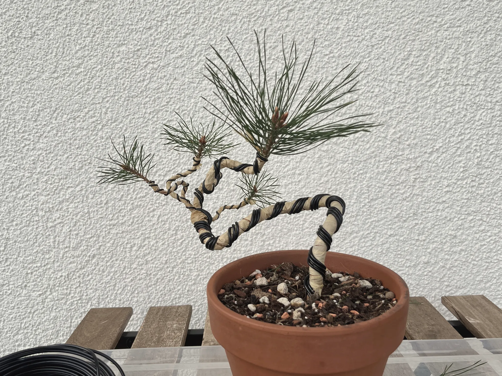 The Scots pine after wiring — its trunk spiralled with wire into an S-shape in a terracotta pot, foliage brought lower, on a wooden bench.