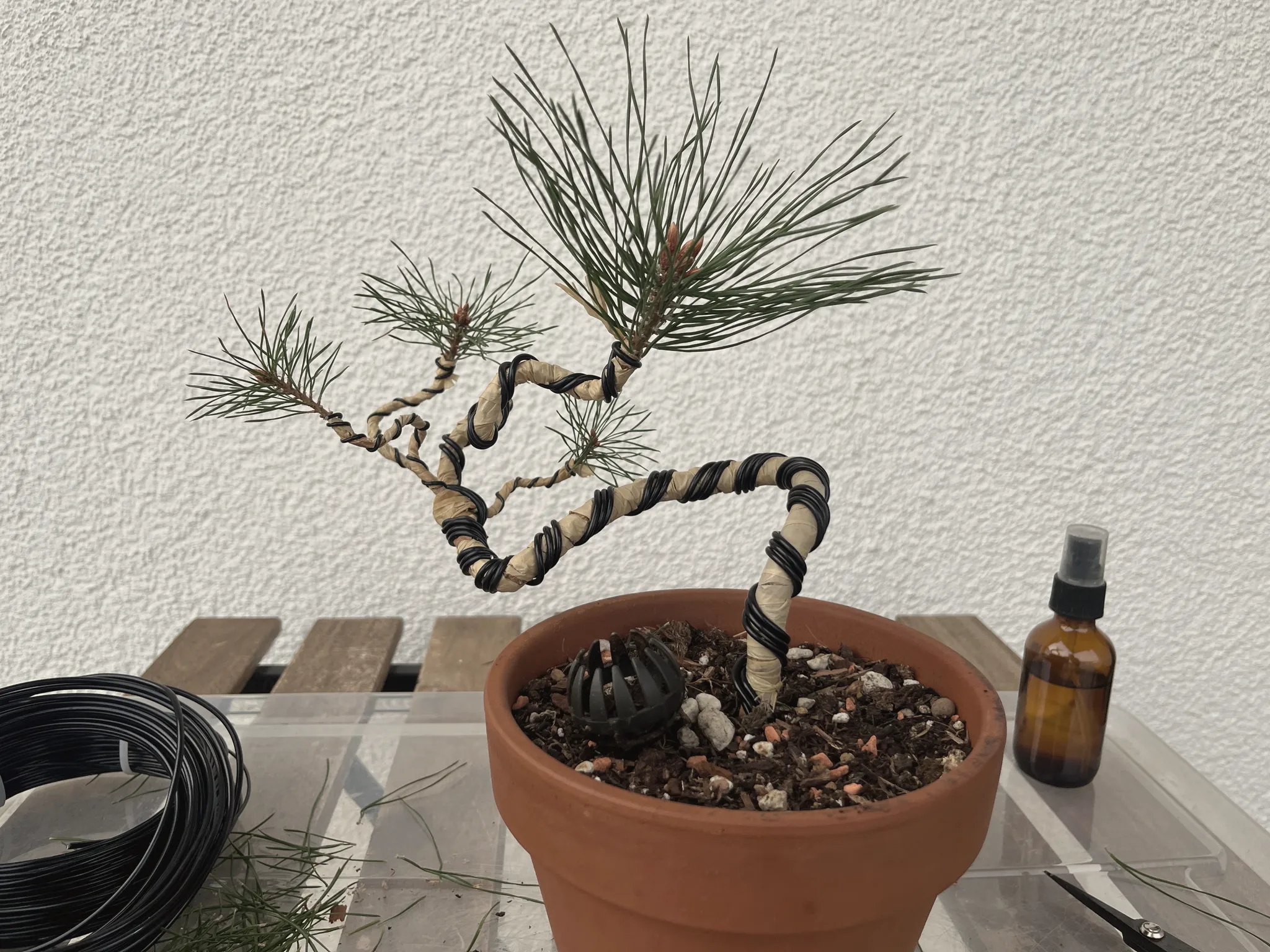 The styled Scots pine in its pot with the wired trunk in tight curves and a black drainage cap on the soil, a spray bottle beside it against a white wall.