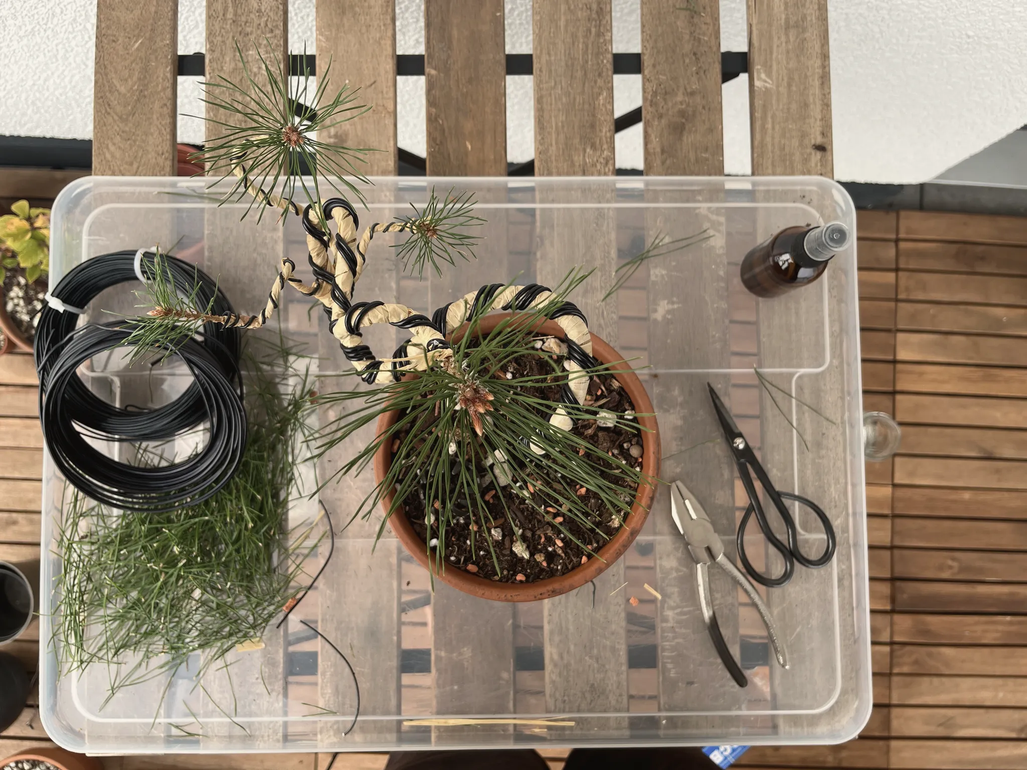 Top-down view of the wired Scots pine in its pot inside a clear plastic box, surrounded by coils of black and green wire, cut needles, pliers and scissors.