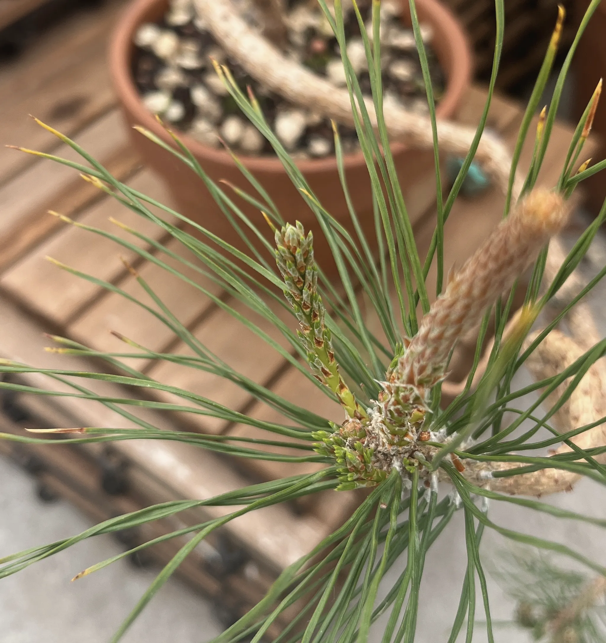 Close-up of a Scots pine's shoot tips — pale elongating candles ringed by long green needles — a terracotta pot blurred behind.