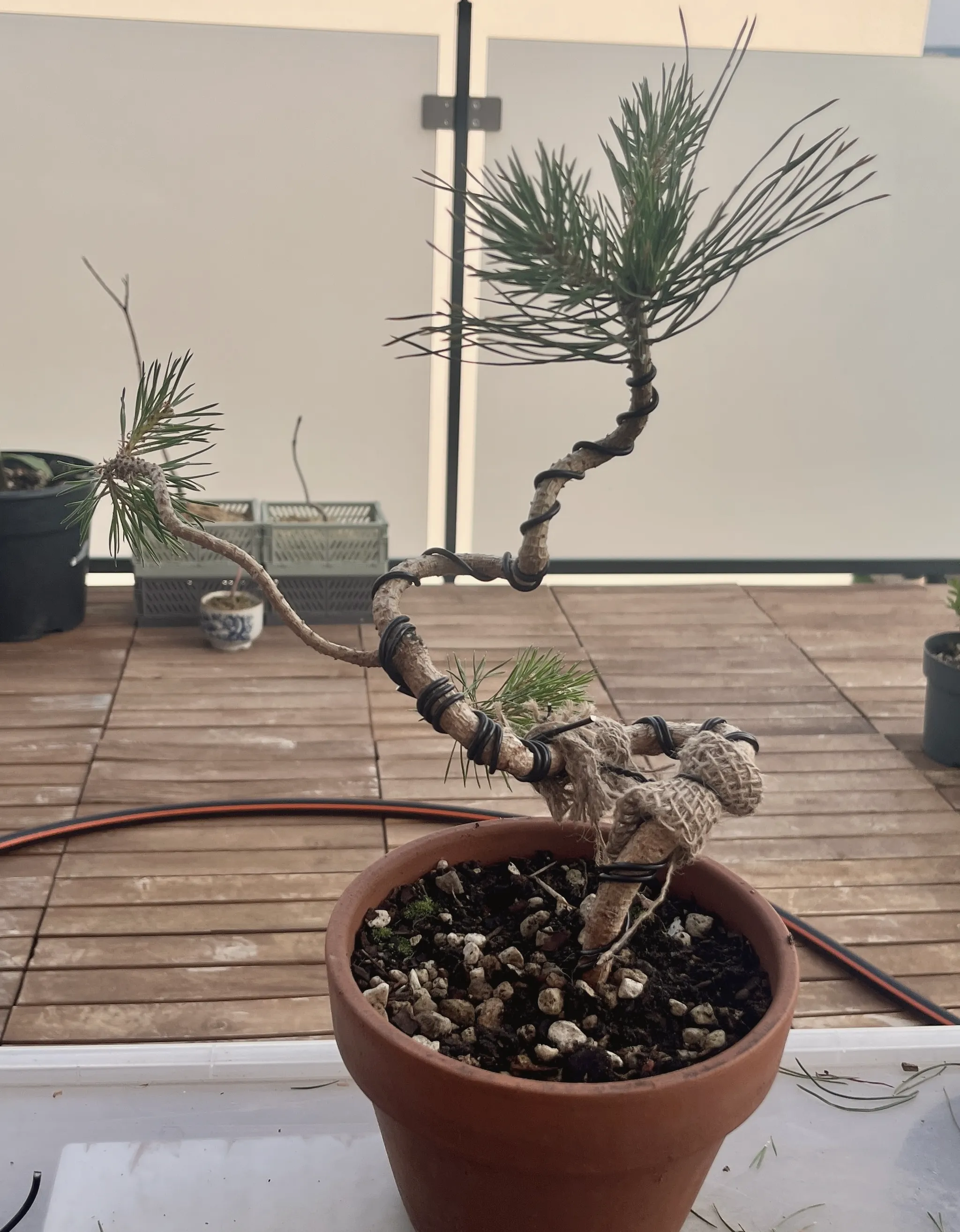 A Scots pine bonsai with a heavily wired, curving trunk in a terracotta pot, a small tuft of foliage on top and a lower branch bent down and wrapped, on a wooden table.