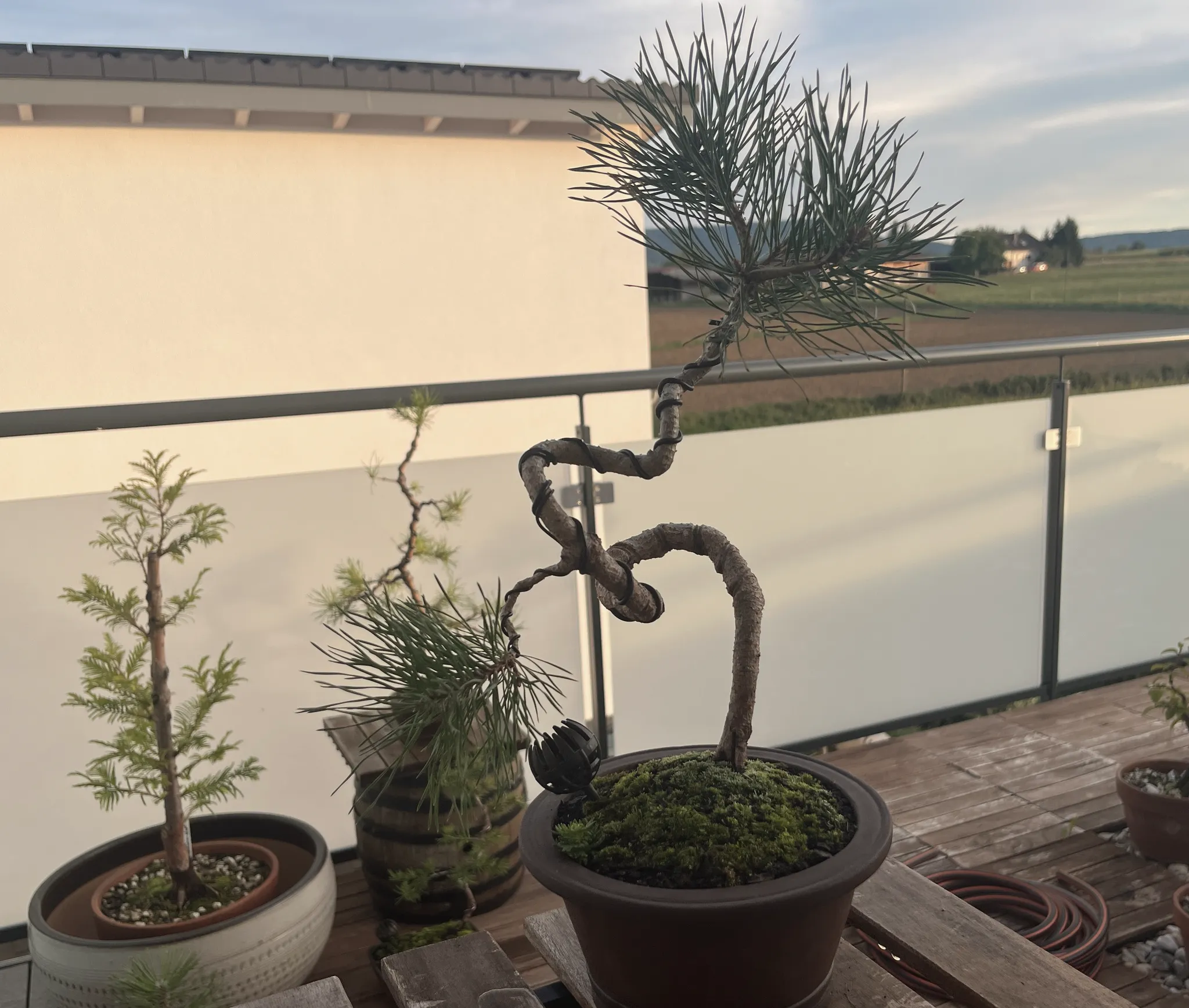 A Scots pine bonsai with a twisting coiled trunk and a topknot of green needles in a dark pot with a mossy surface, on a balcony at dusk with fields beyond the glass railing.