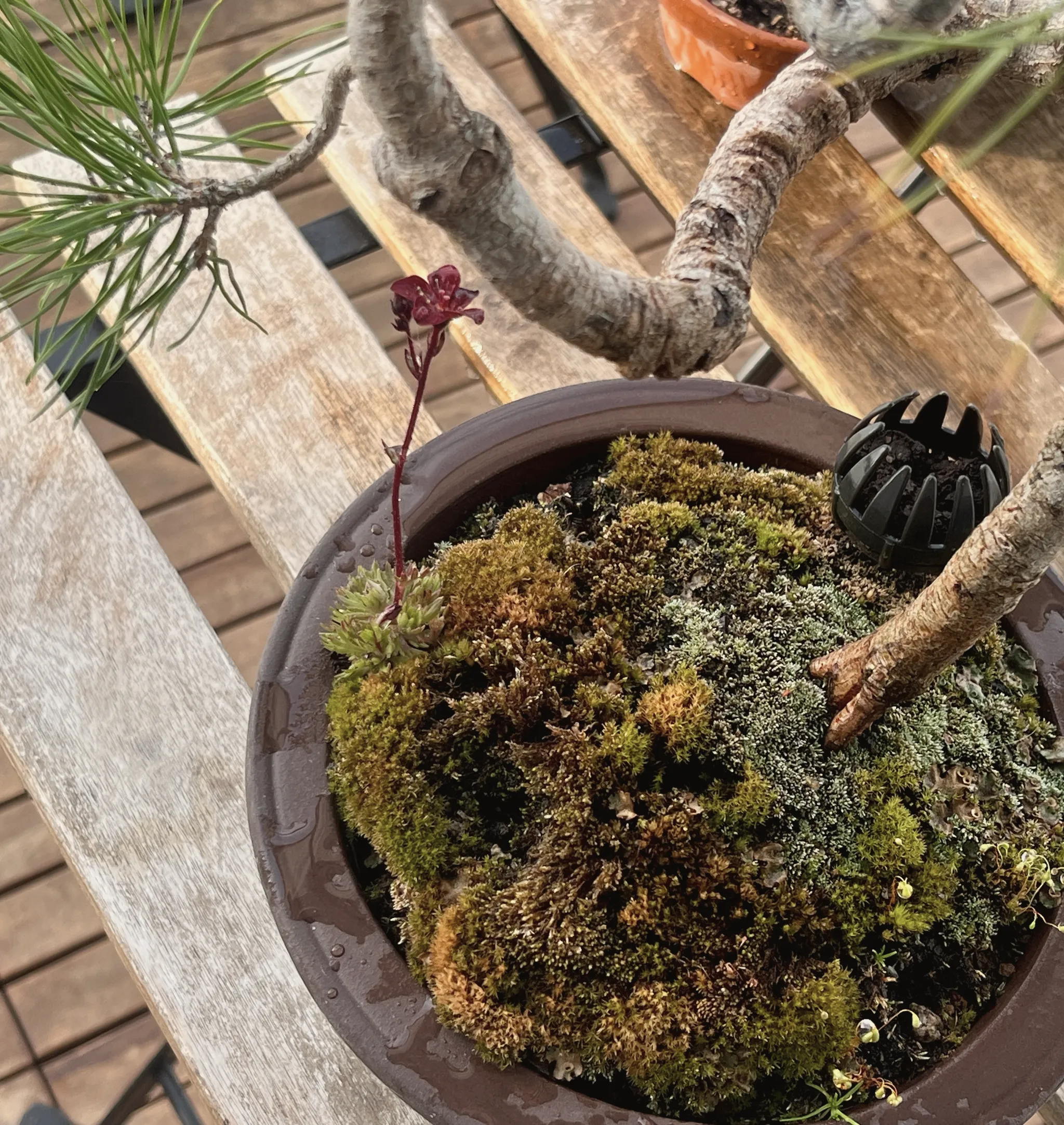 The Scots pine's thick curved trunk resting over a mound of green and brown moss in a glossy brown pot, a black plastic drainage cap on the soil, wooden bench beneath.