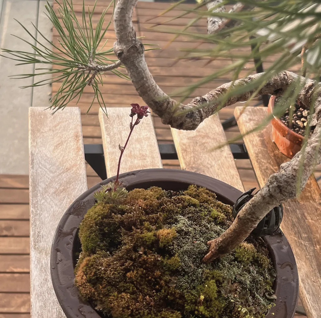 A Scots pine bonsai with a strongly curved, wired branch arching over a moss mound in a brown pot, a small red flower spike rising from the moss, on a weathered wooden bench.