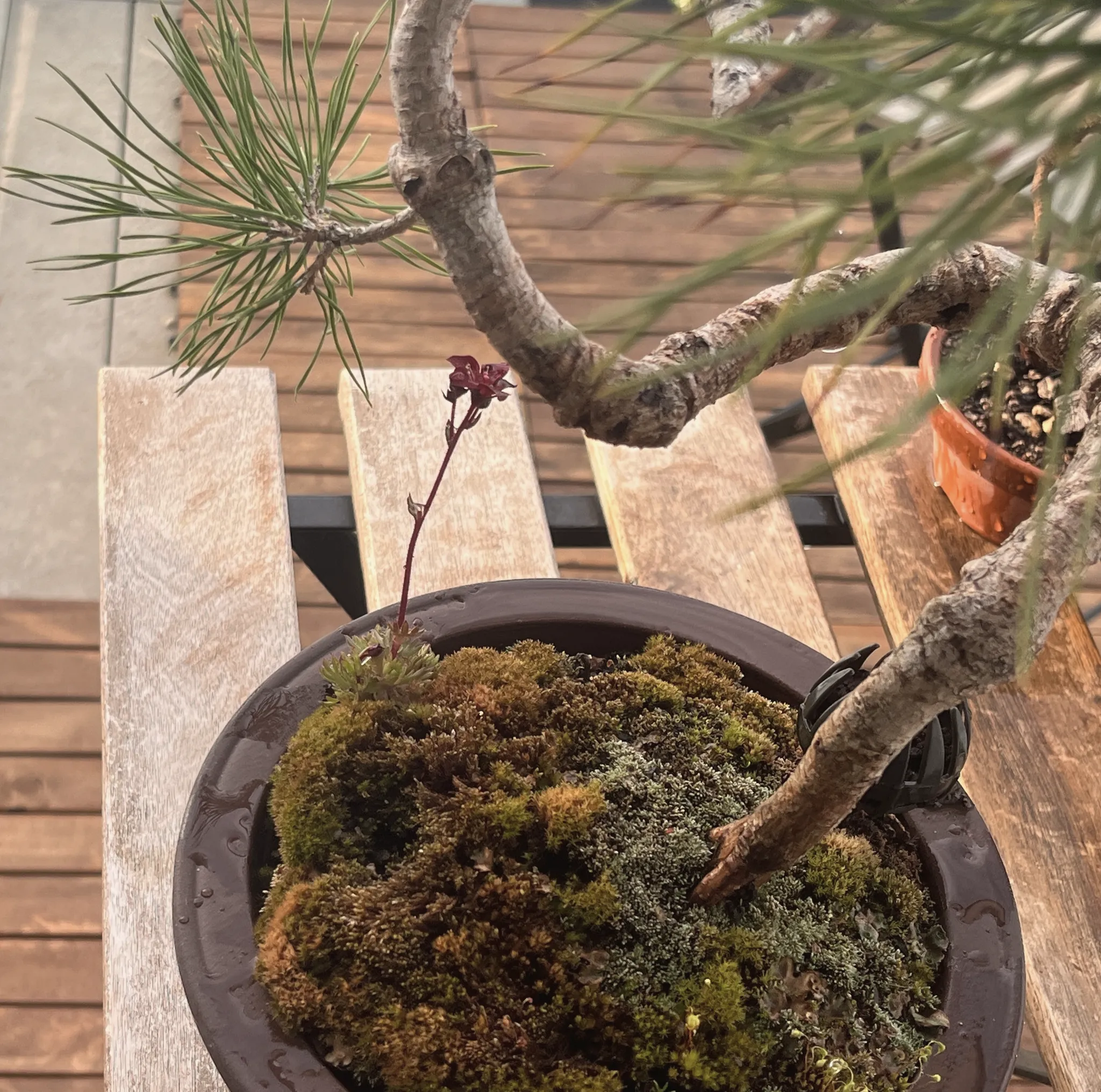 A Scots pine bonsai with a strongly curved, wired branch arching over a moss mound in a brown pot, a small red flower spike rising from the moss, on a weathered wooden bench.
