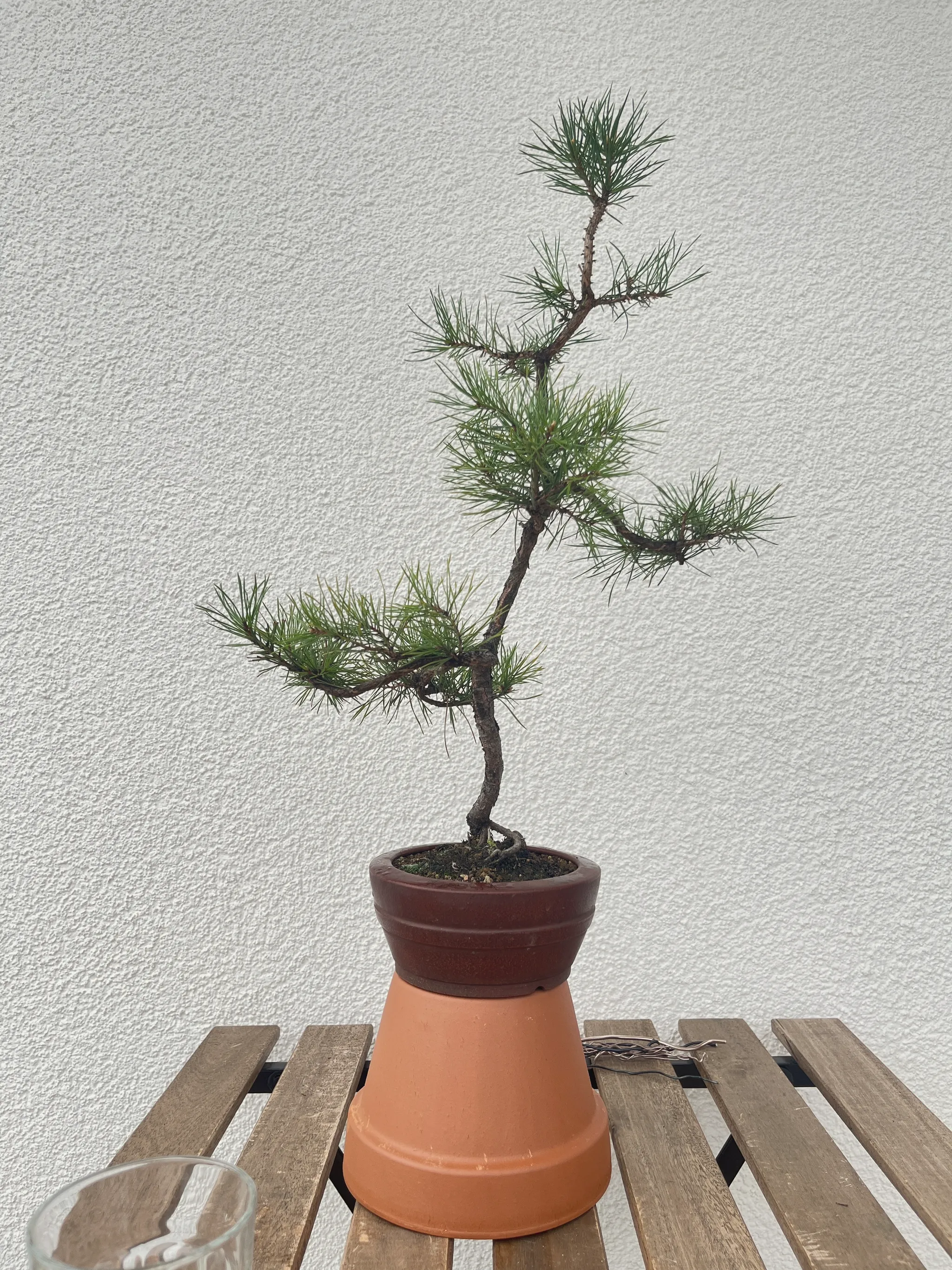 A Scots pine bonsai with an informal upright trunk and tiered green foliage in a brown glazed pot, raised on an upturned terracotta pot on a wooden bench against a white wall.