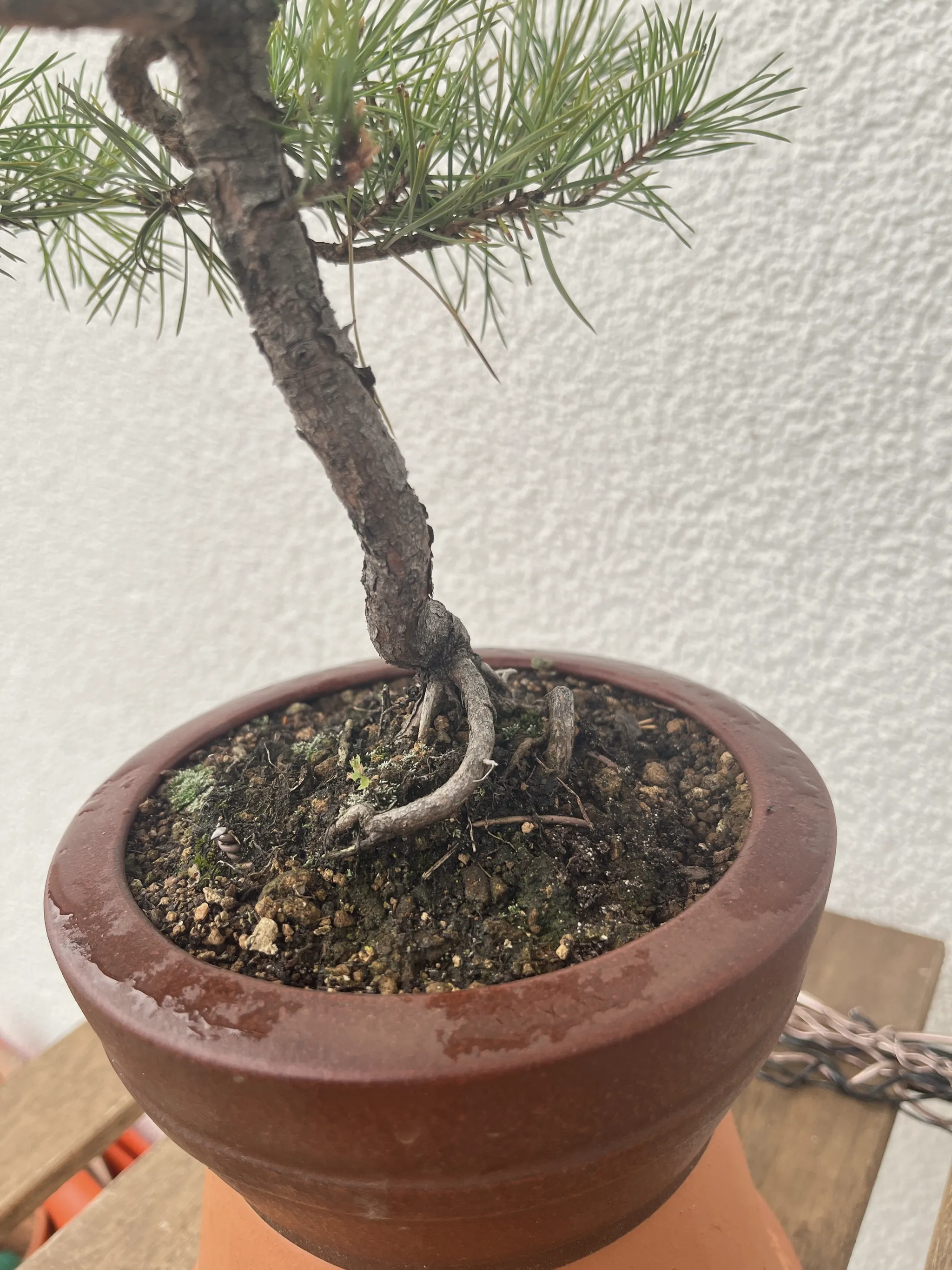 Close-up of the Scots pine's trunk base and radiating surface roots (nebari) over the soil in a terracotta pot against a white wall.
