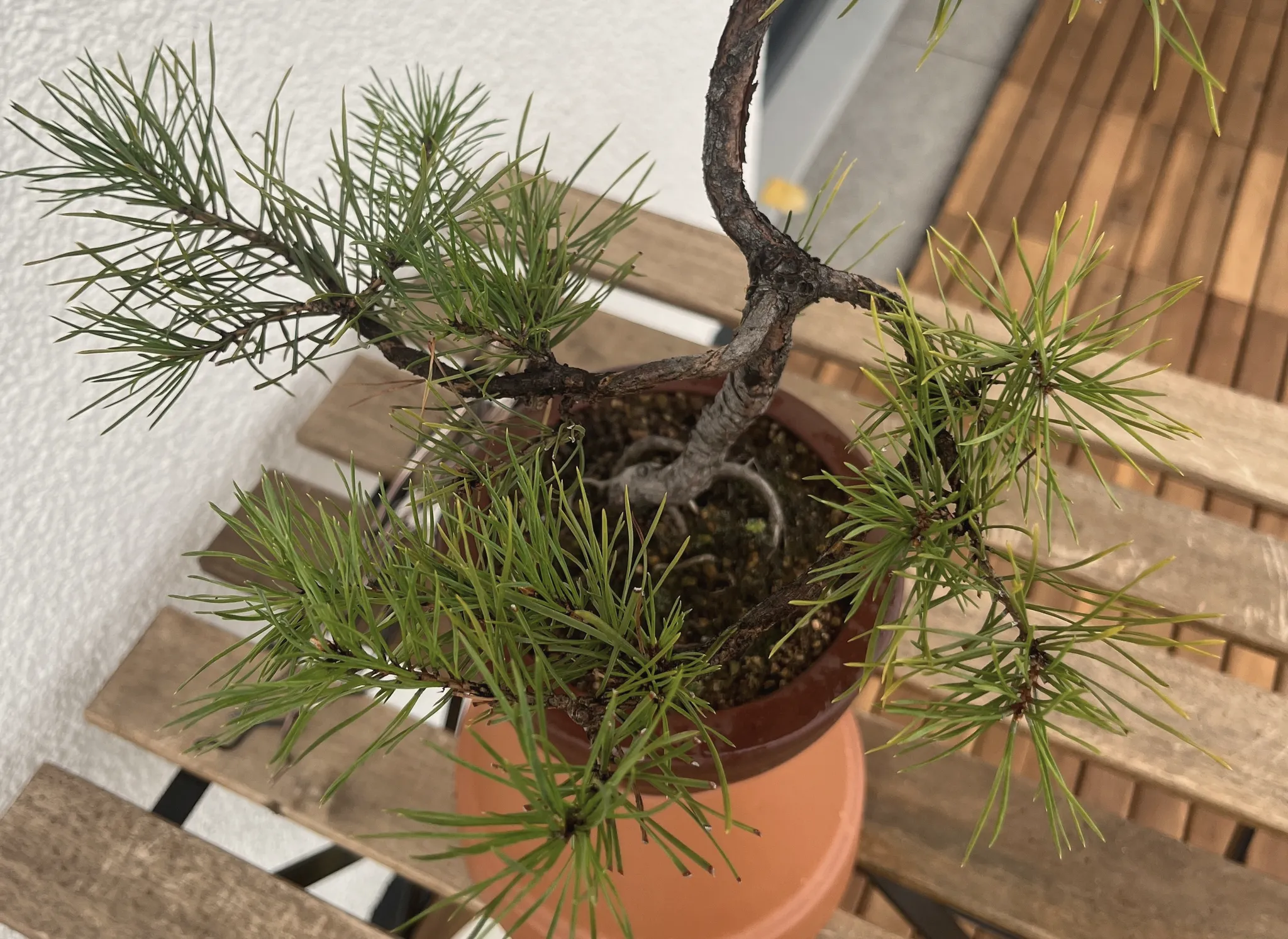 Top-down view of the Scots pine's branches and needle tufts fanning out over a terracotta pot on a wooden bench.