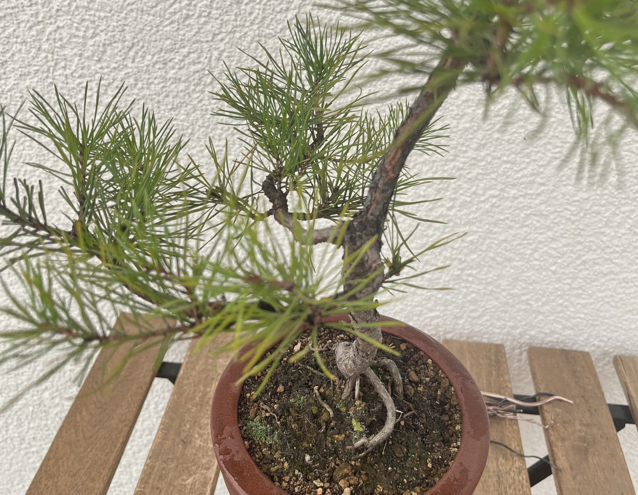 Lower view of the Scots pine showing surface roots spreading over the soil at the trunk base, green foliage above, in a terracotta pot.