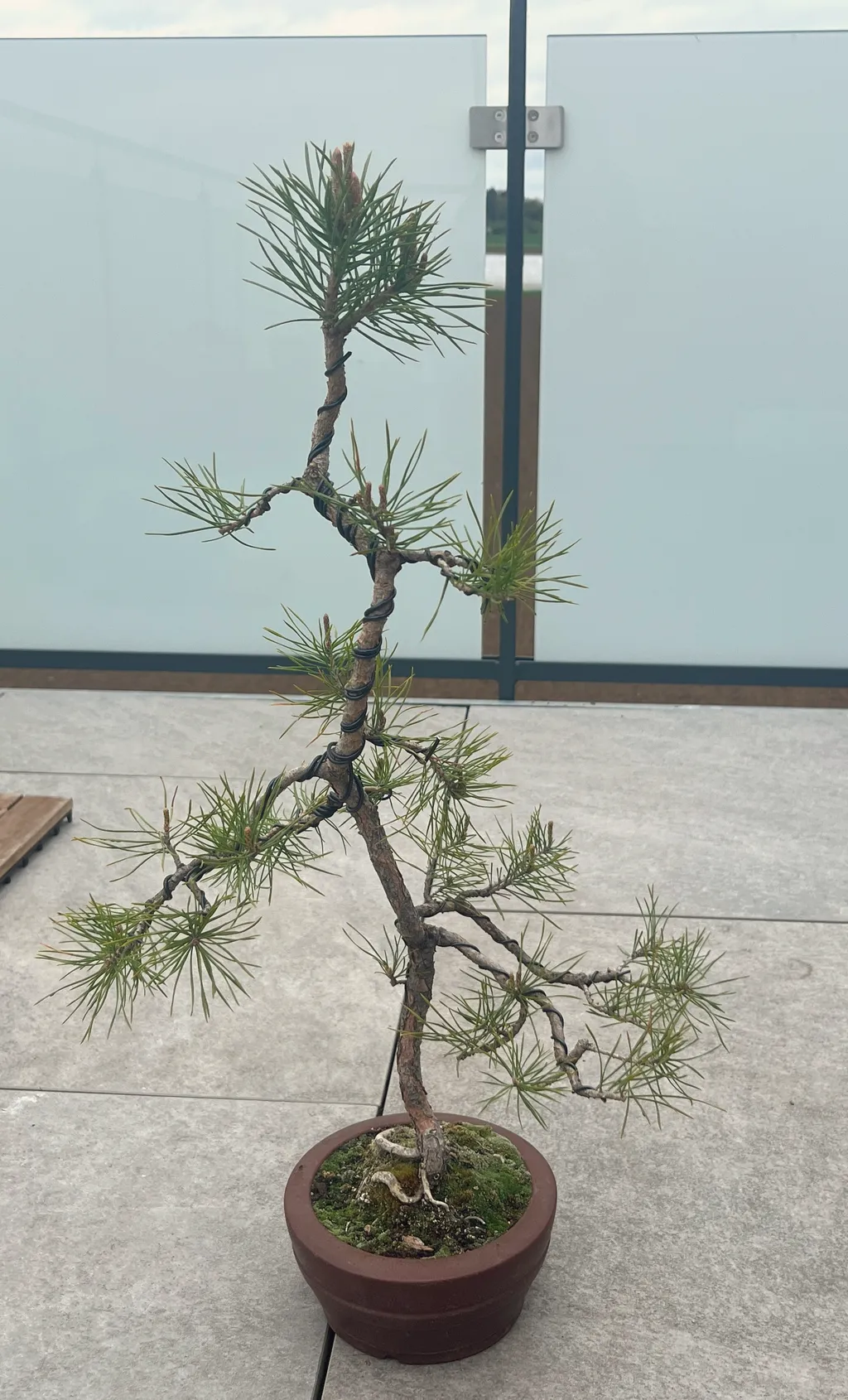 A Scots pine bonsai with a tall, wired, twisting trunk and tiers of green needle pads in a brown glazed pot with a mossy surface, on a balcony by a glass railing with fields beyond.