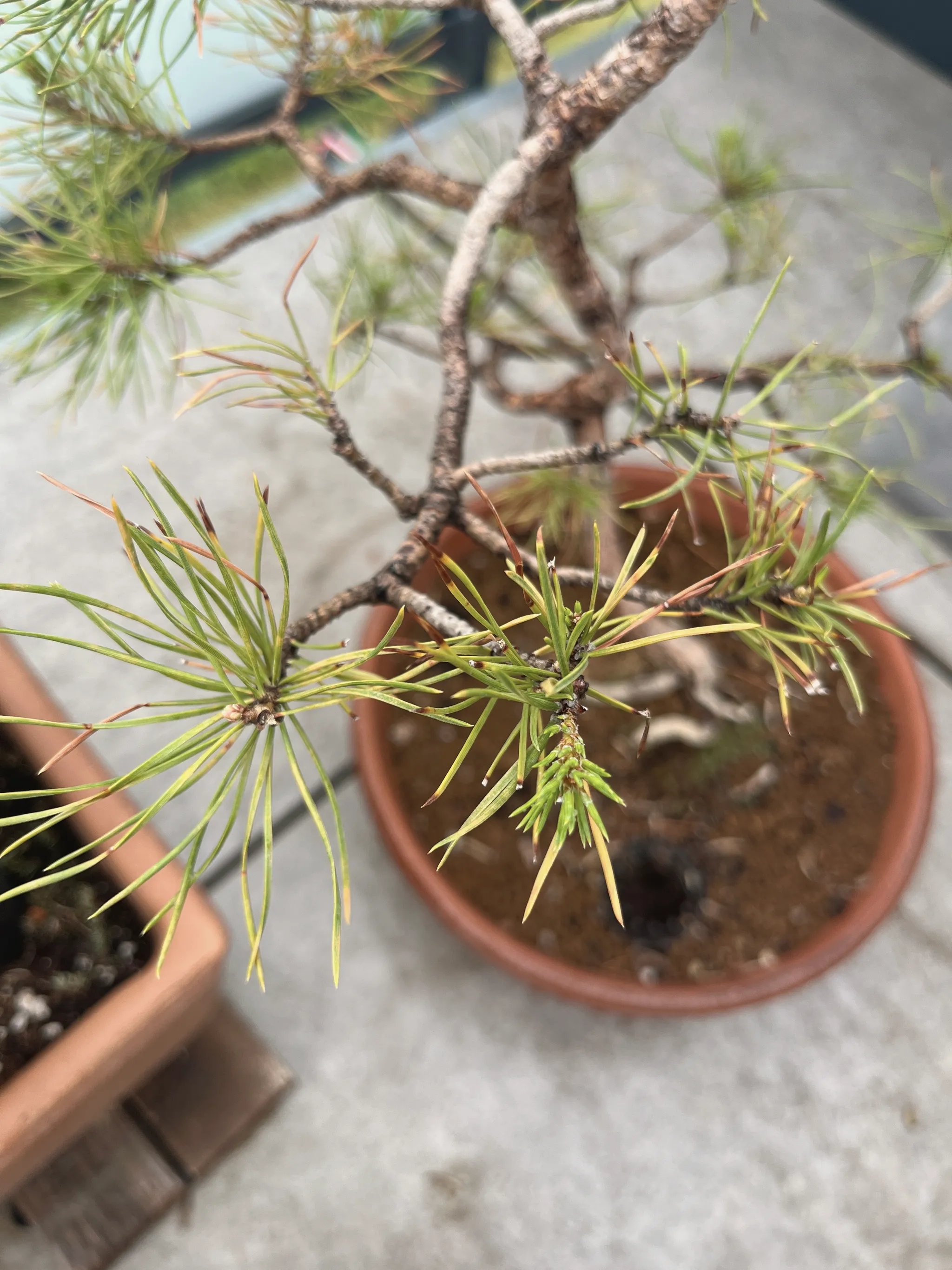 Close view of a Scots pine's branches and needle tufts, some needles yellowing at the tips, over a terracotta pot of reddish soil.