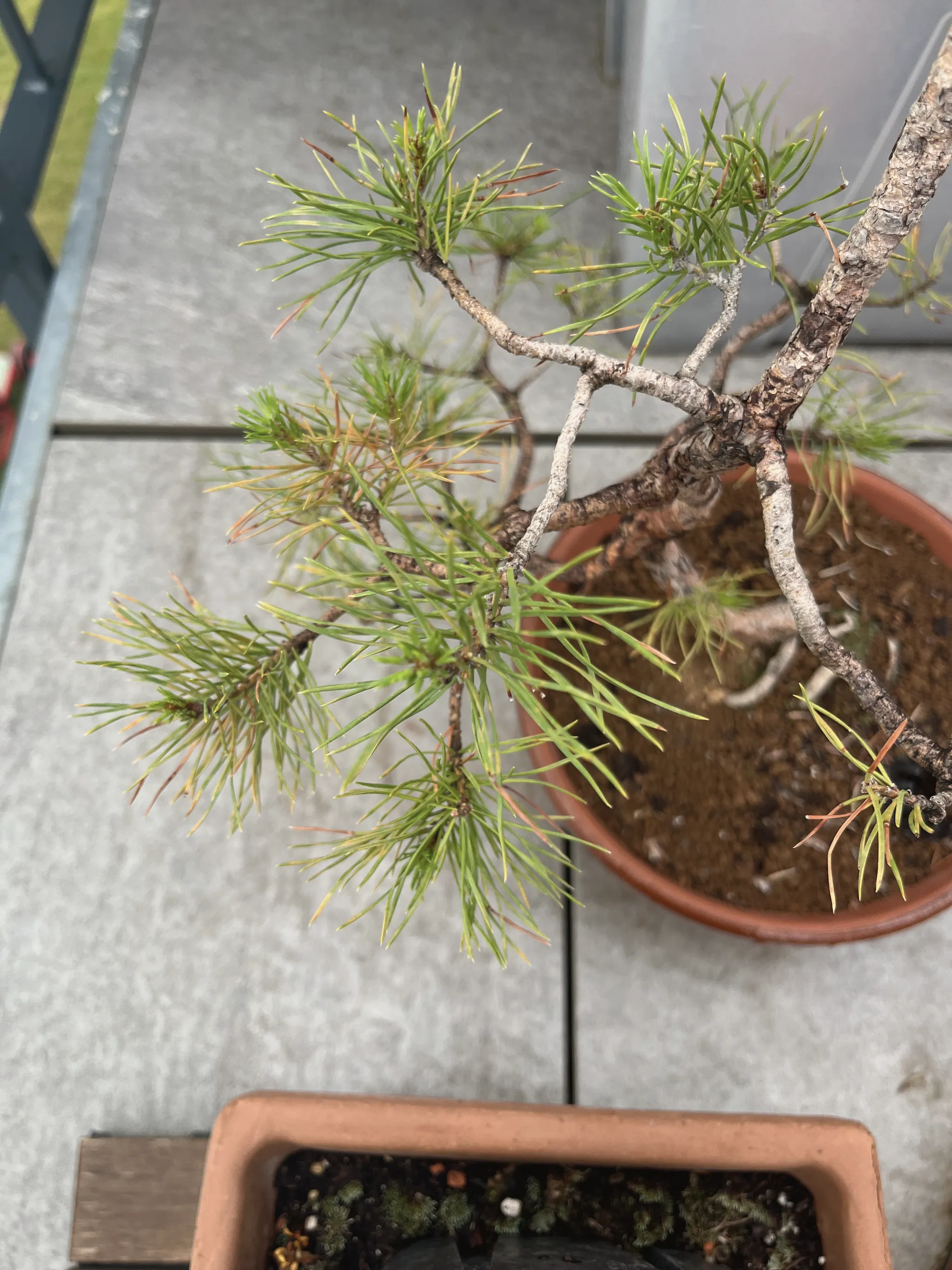 A Scots pine bonsai seen from above, branches with tufts of green needles (a few browning) spreading over a terracotta pot on grey paving.