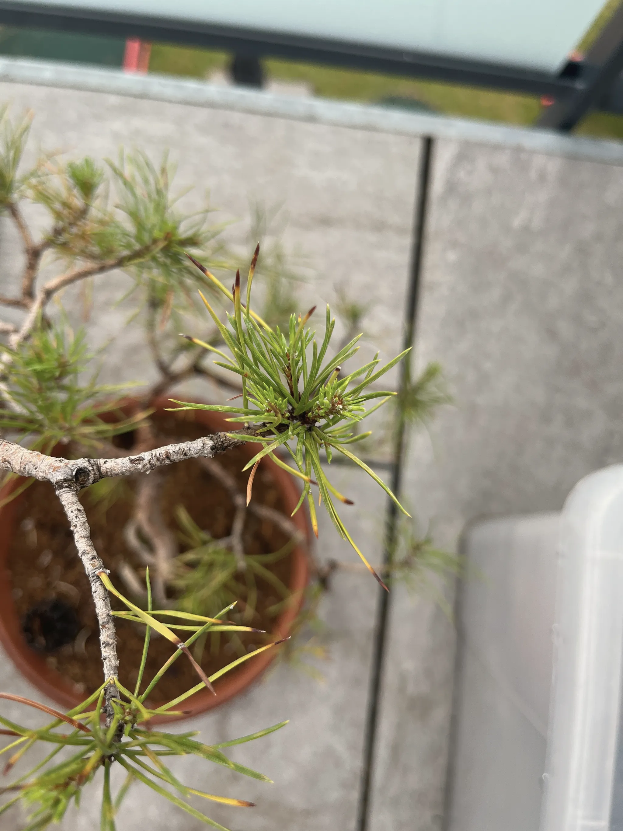Close-up of a Scots pine branch tip with a whorl of needles, several tips browning yellow, blurred pot and paving behind.