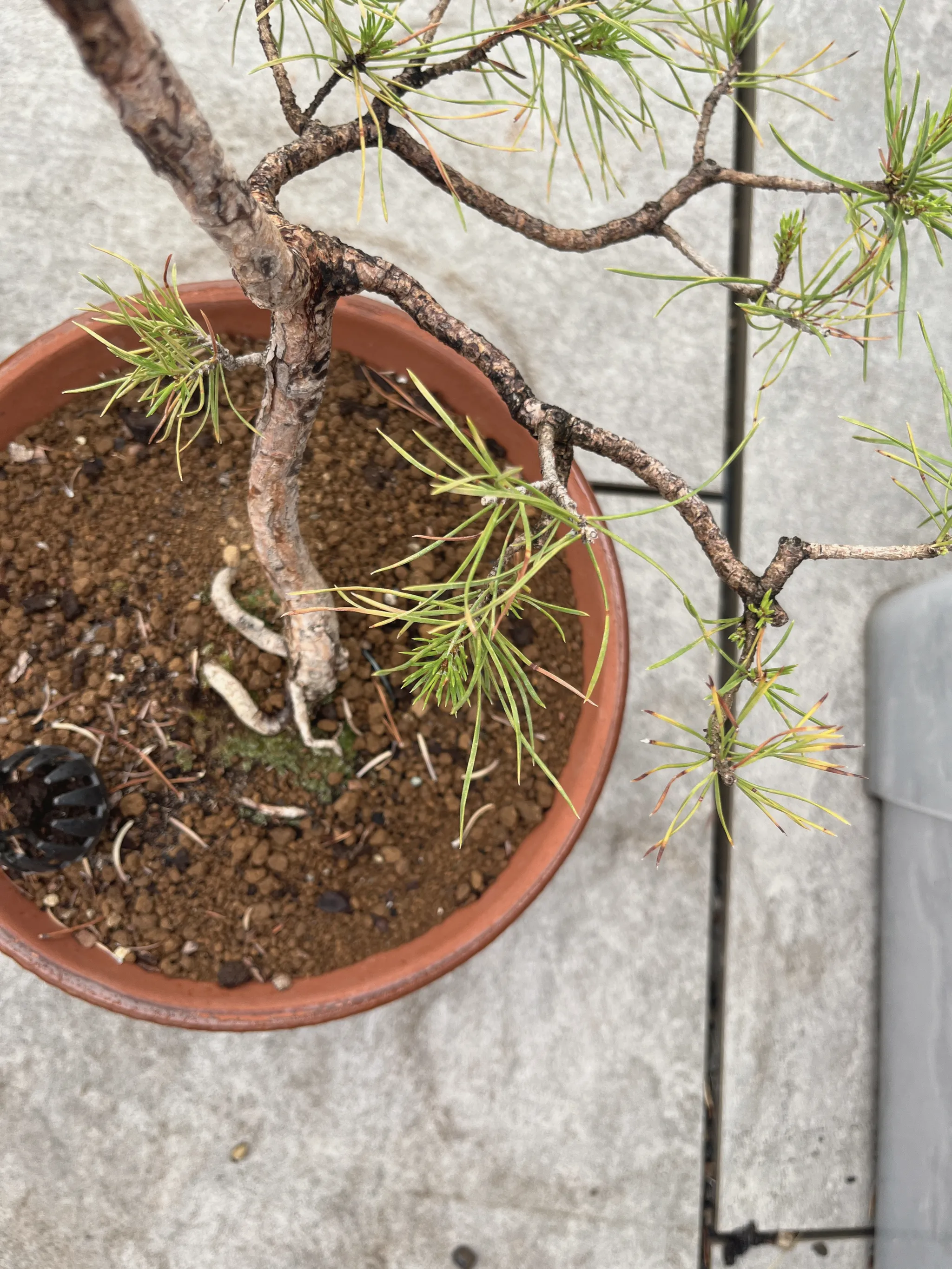 Looking down at a Scots pine bonsai's flaky-barked trunk and branches in a terracotta pot, sparse green needle tufts with some browning, on a paved balcony.