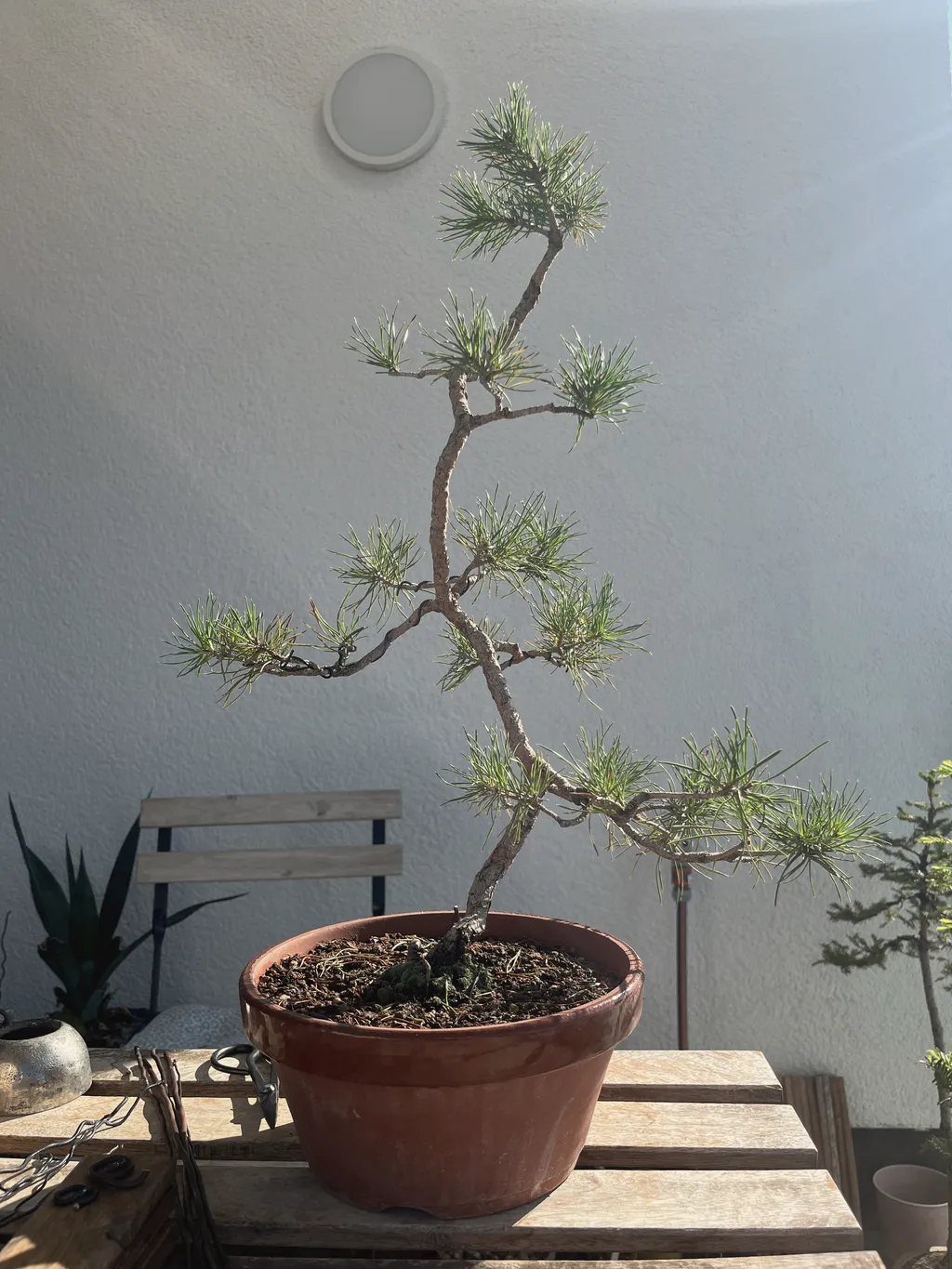 A sparse pine in a flat terracotta pot on a weathered wodden table in the sunshine. The tree has flacky bark and a conical shape