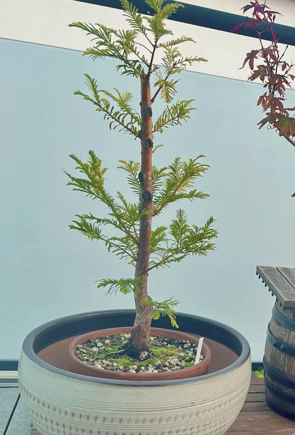 A dawn redwood with a straight reddish-brown trunk and layered soft green needles, in a round terracotta pot set inside a pale stone bowl, a wooden barrel to the right.