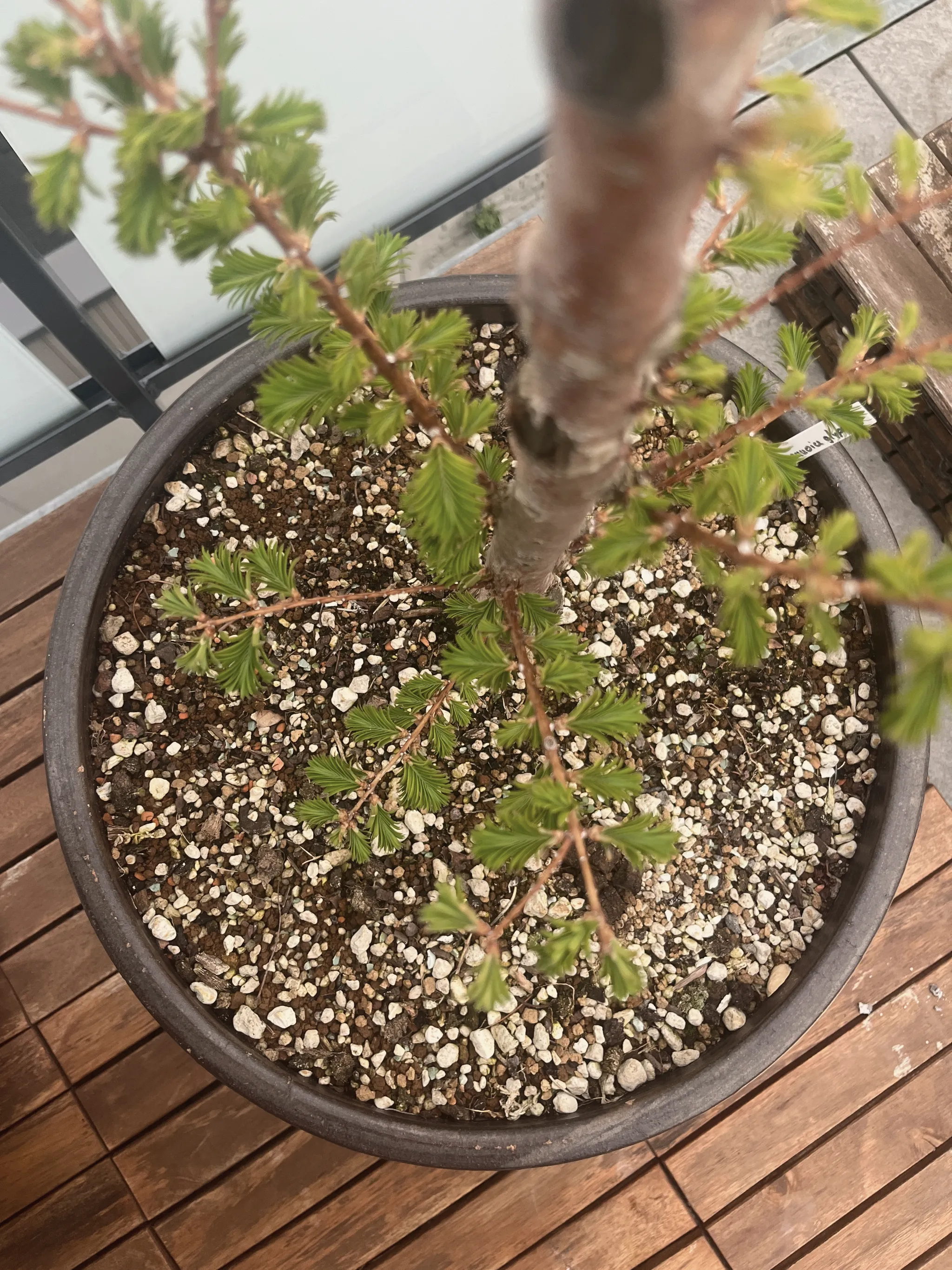 Top-down view into a dark round pot showing a dawn redwood's trunk and radiating branches flushed with fresh light-green spring foliage over gritty soil.