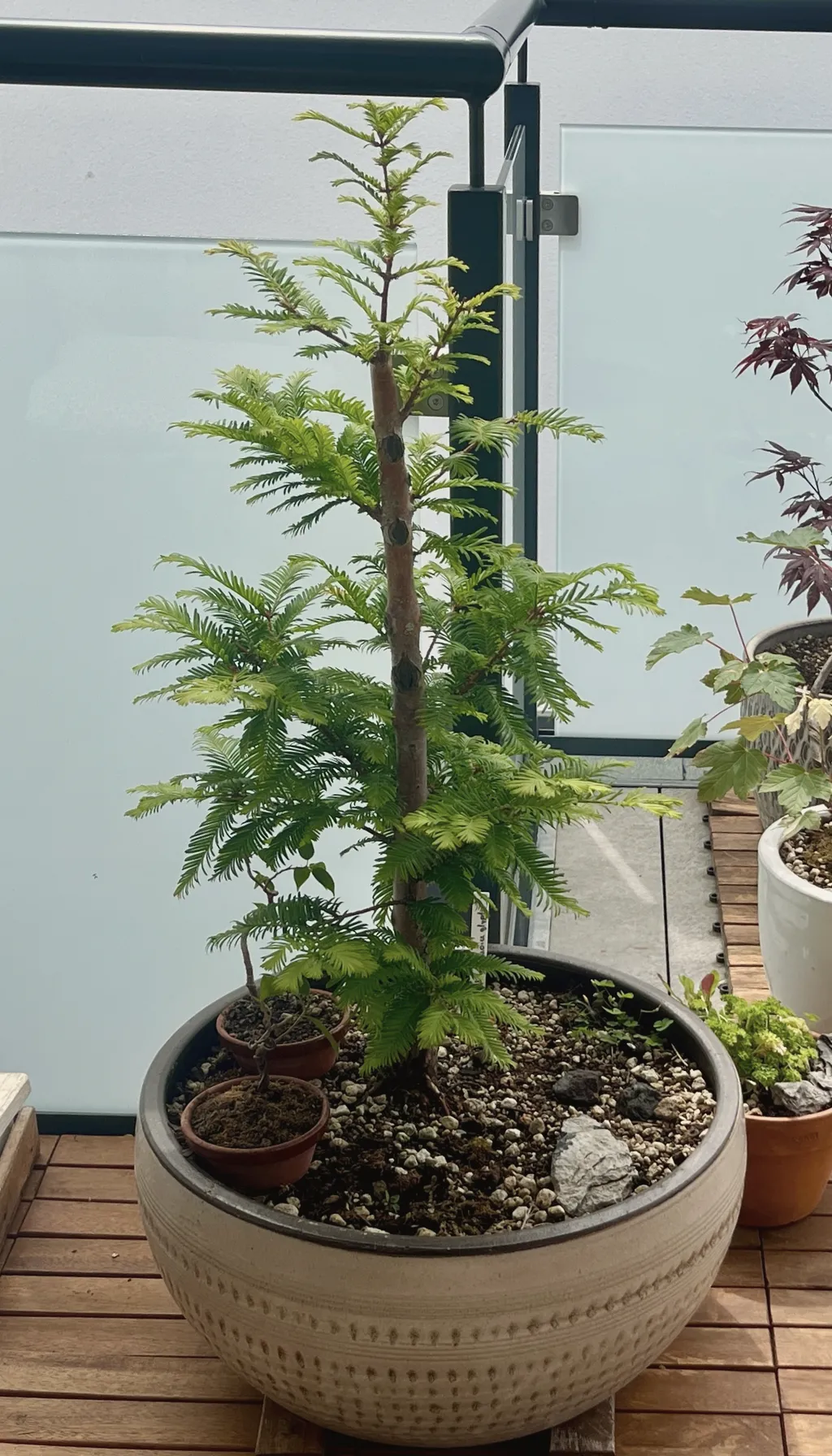 A knee-high dawn redwood with a straight trunk and tiers of feathery green foliage, growing in a large dotted stone pot on a balcony beside a red-leaved maple.