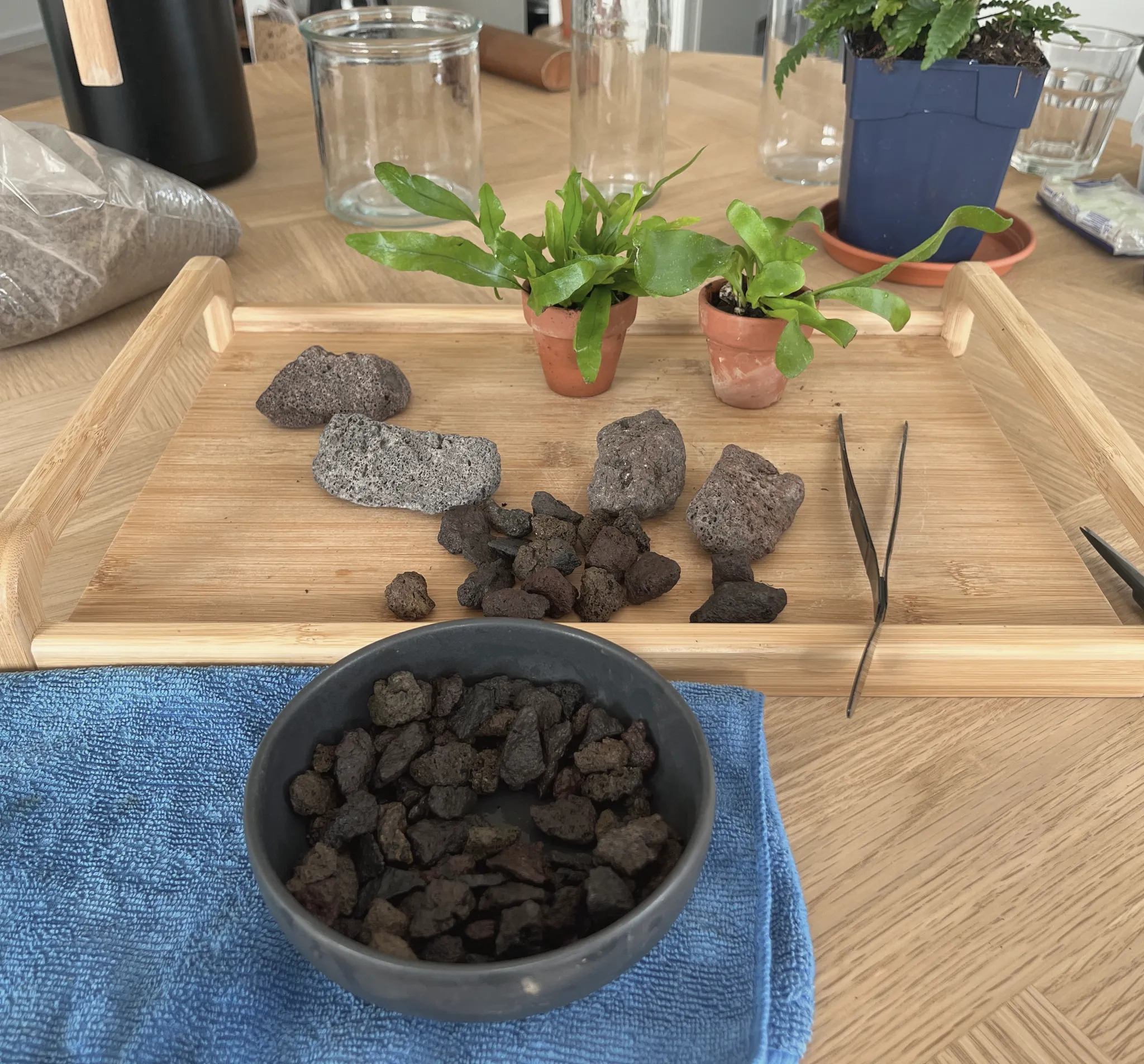 A bamboo tray set up for the project: two small potted ferns, chunks of dark lava rock, tweezers and a bowl of lava gravel on a blue cloth.
