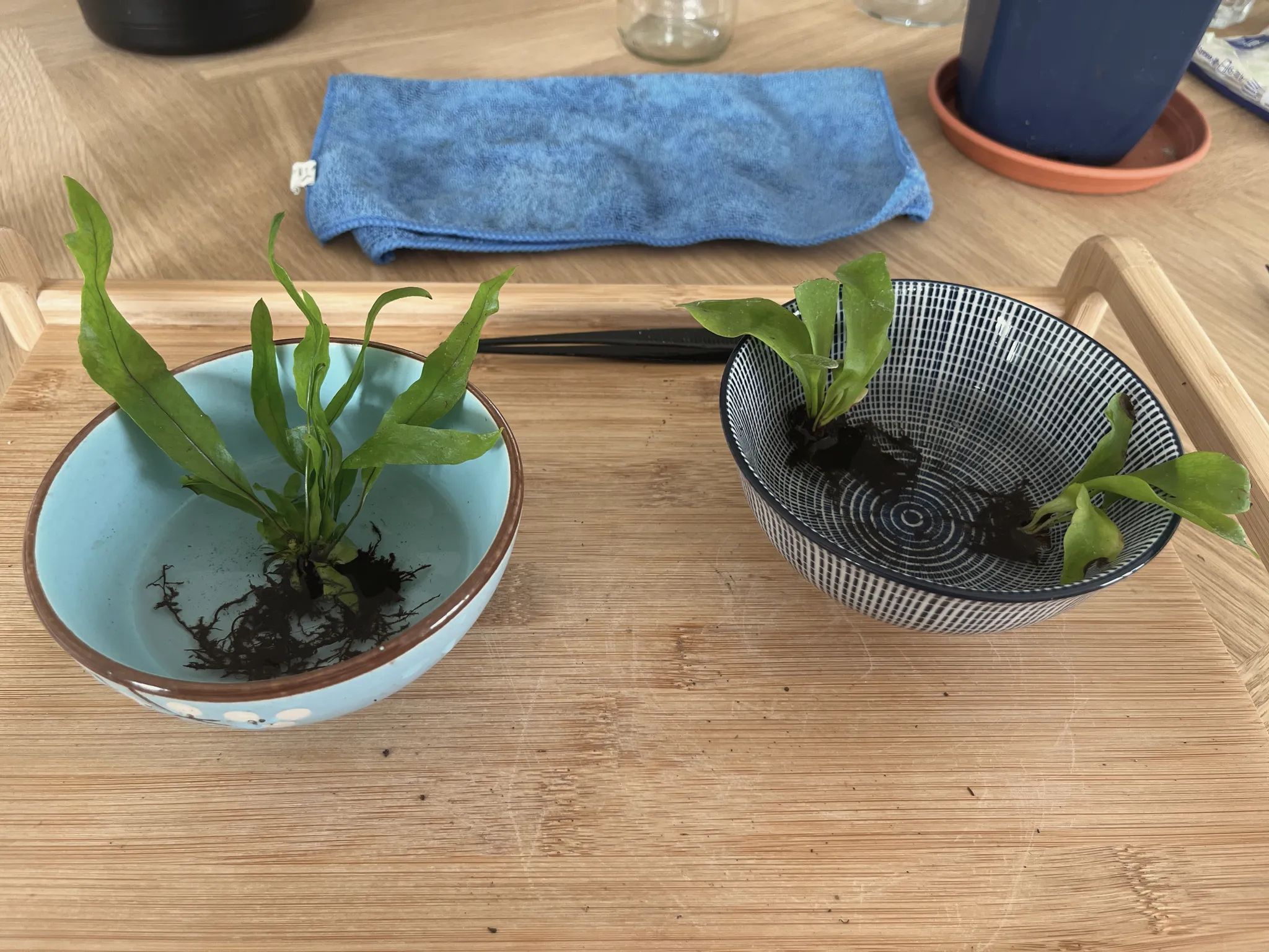 Two ferns removed from their pots with roots washed, resting in a light-blue bowl and a black-and-white patterned bowl on a bamboo tray.